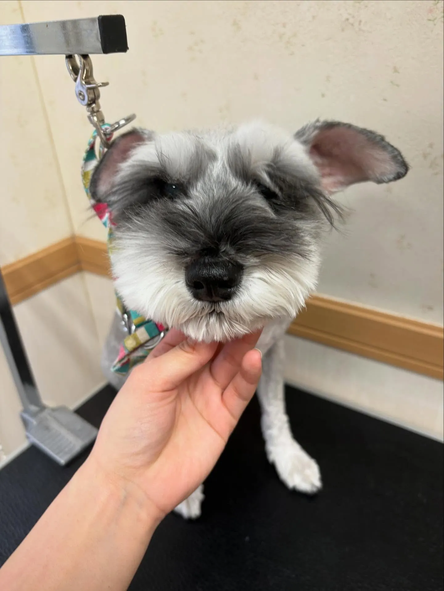 犬のトリミング✂️