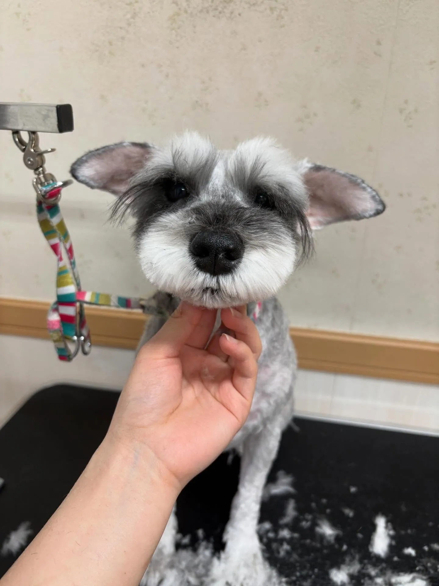 犬のトリミング✂️