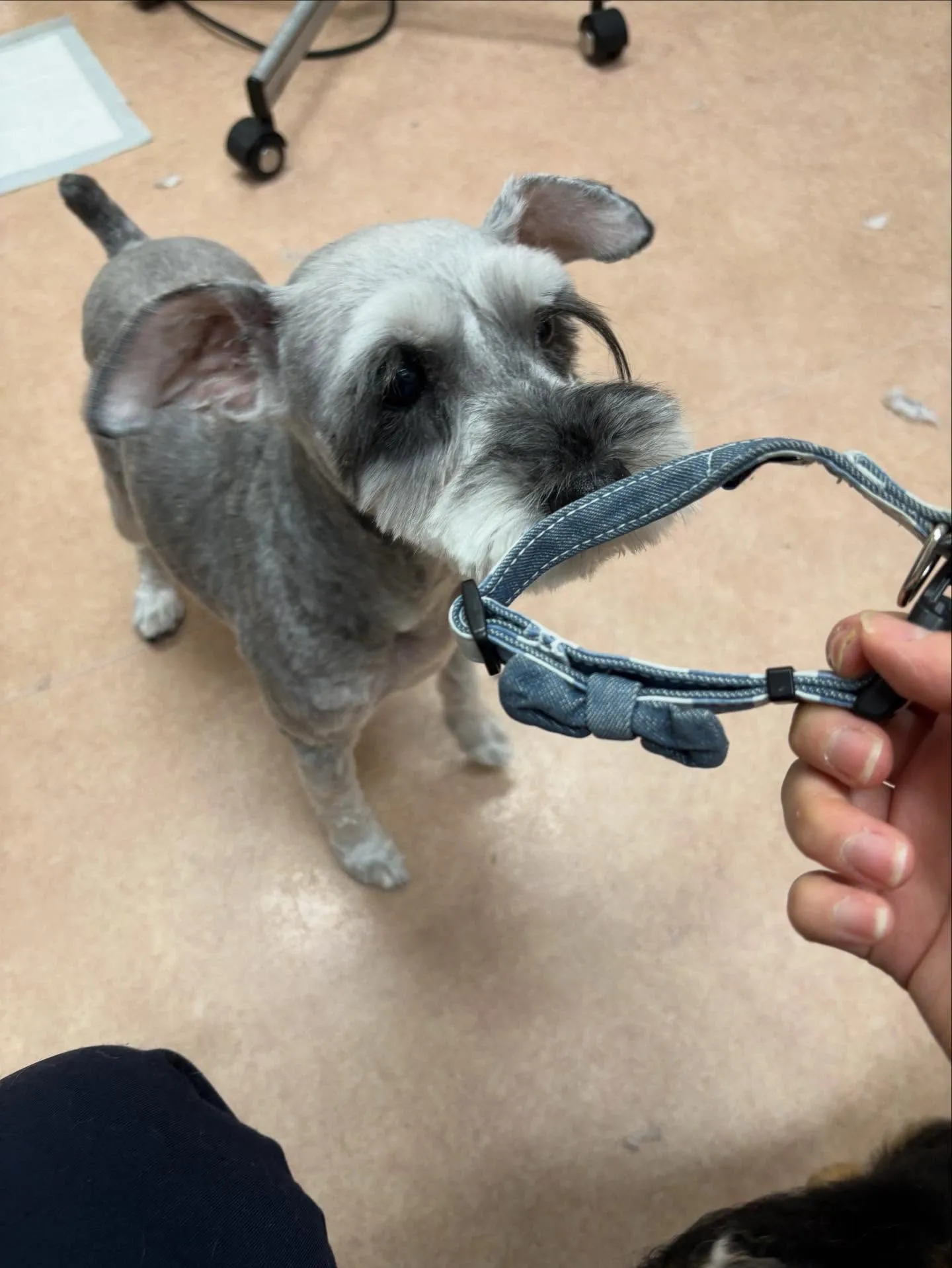 犬のトリミング✂️