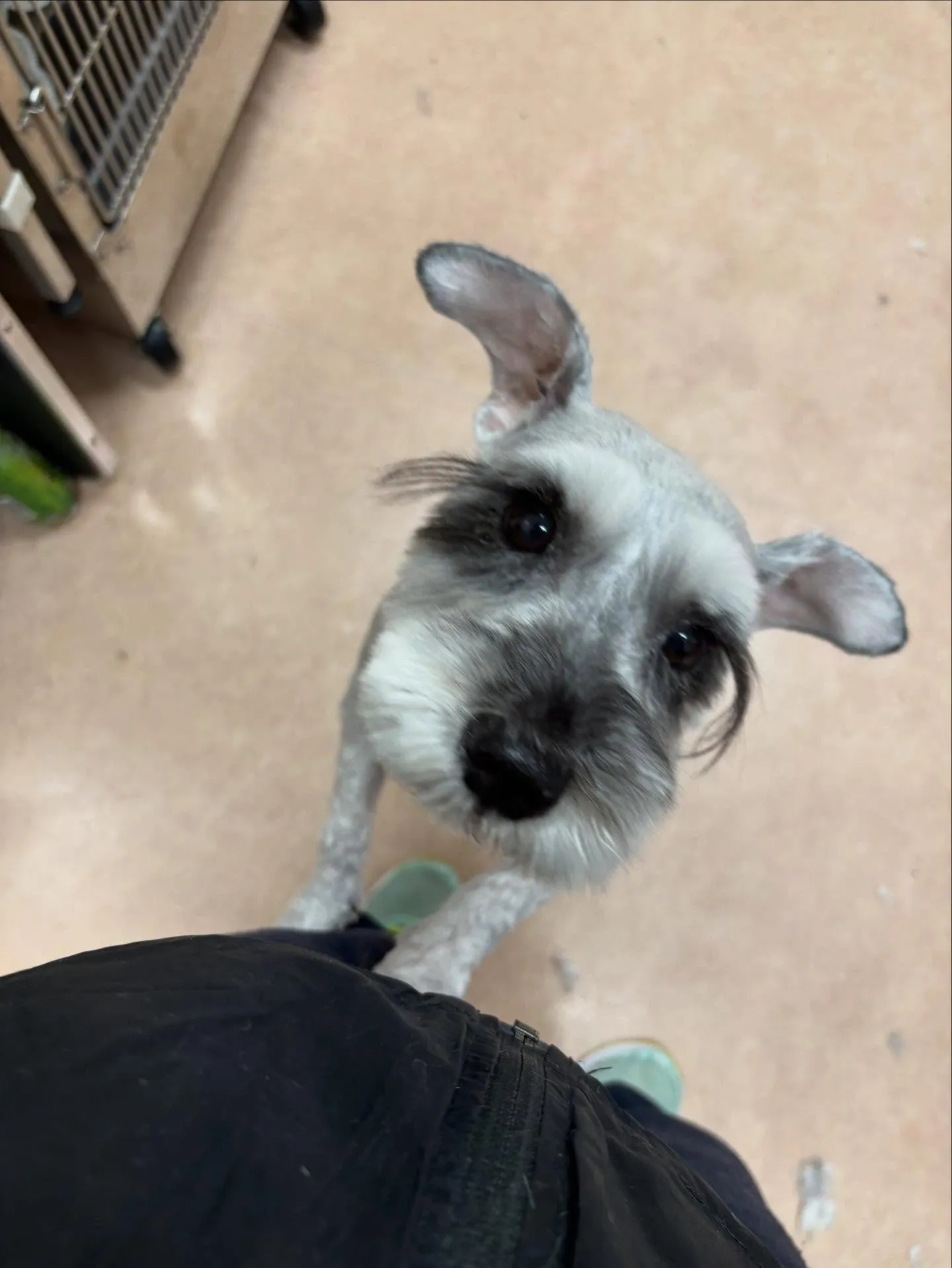 犬のトリミング✂️