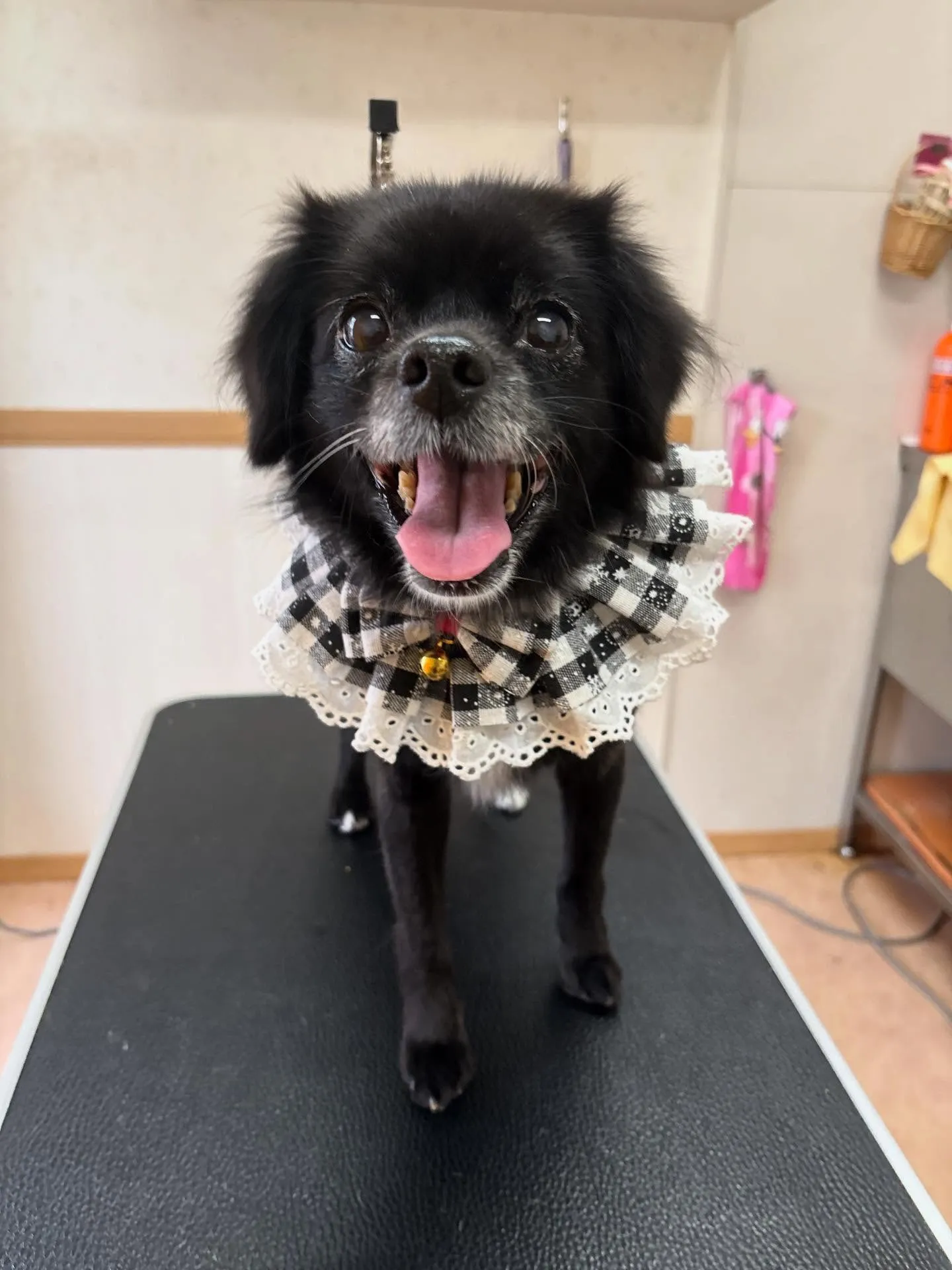 犬のシャンプー🫧