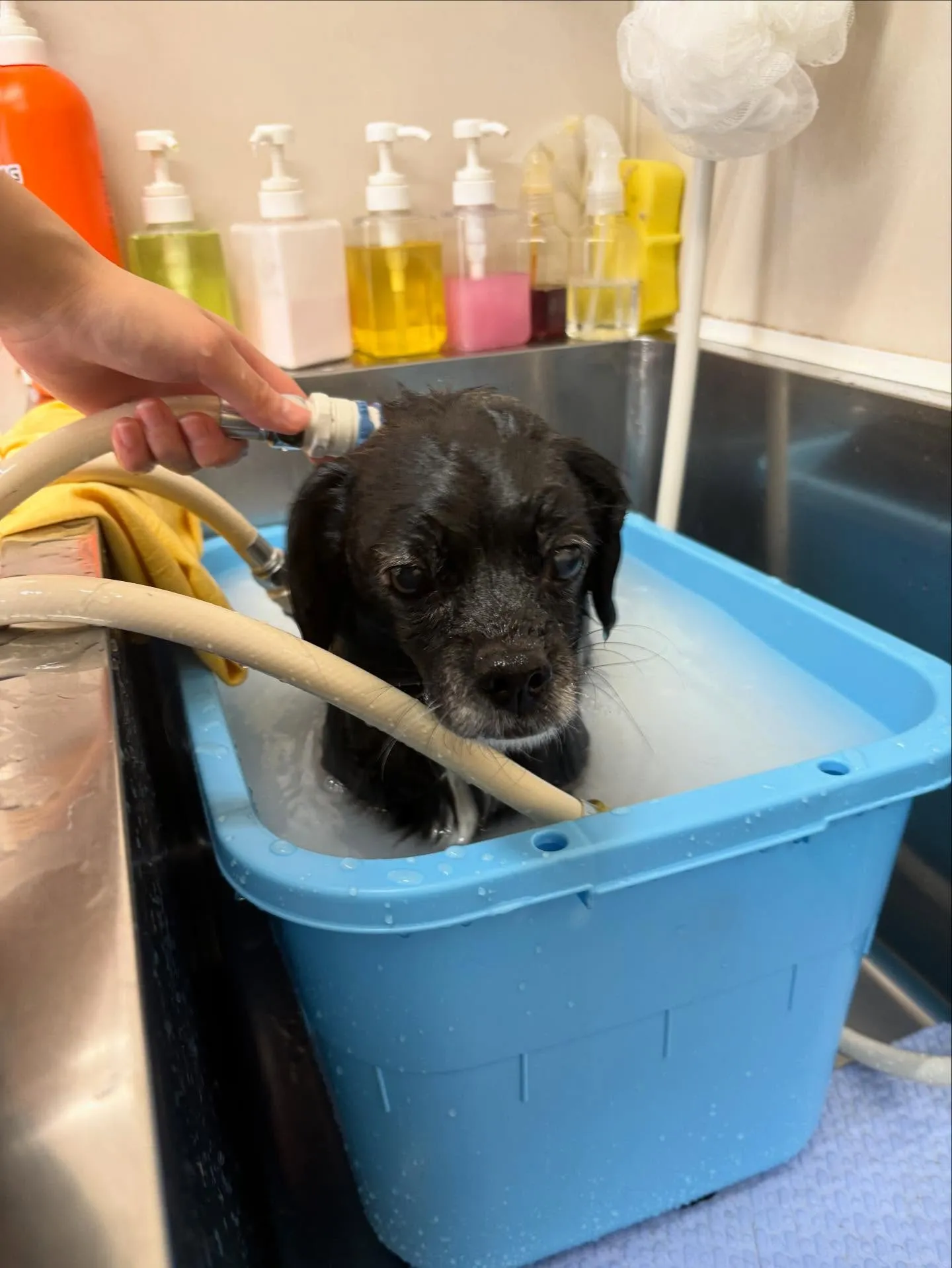 犬のシャンプー🫧