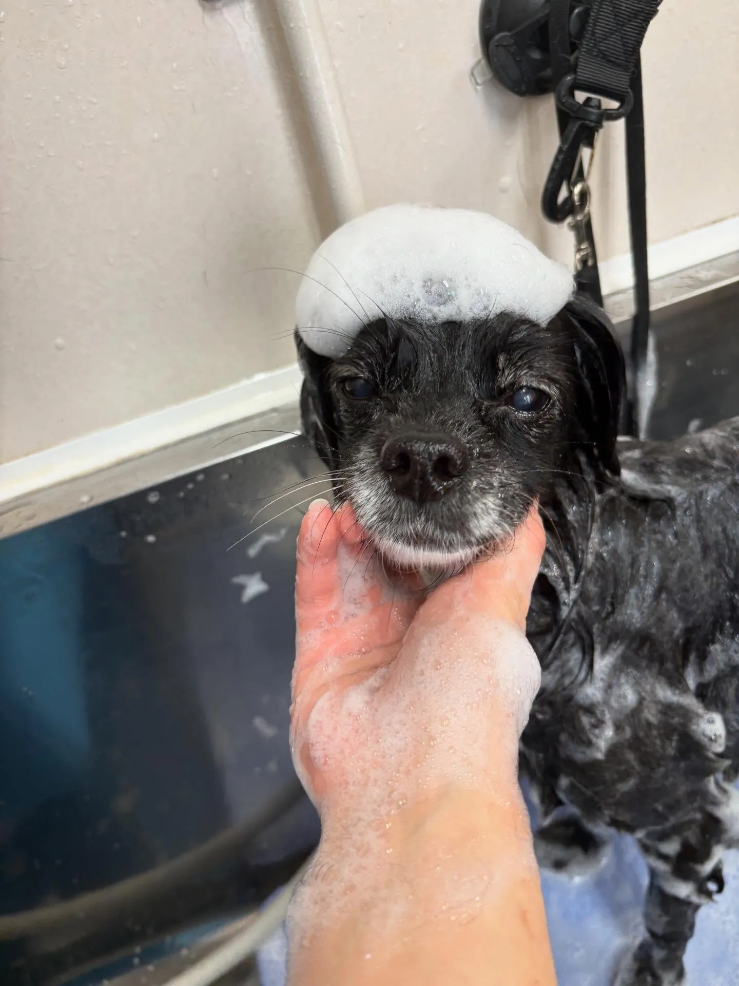 犬のシャンプー🫧