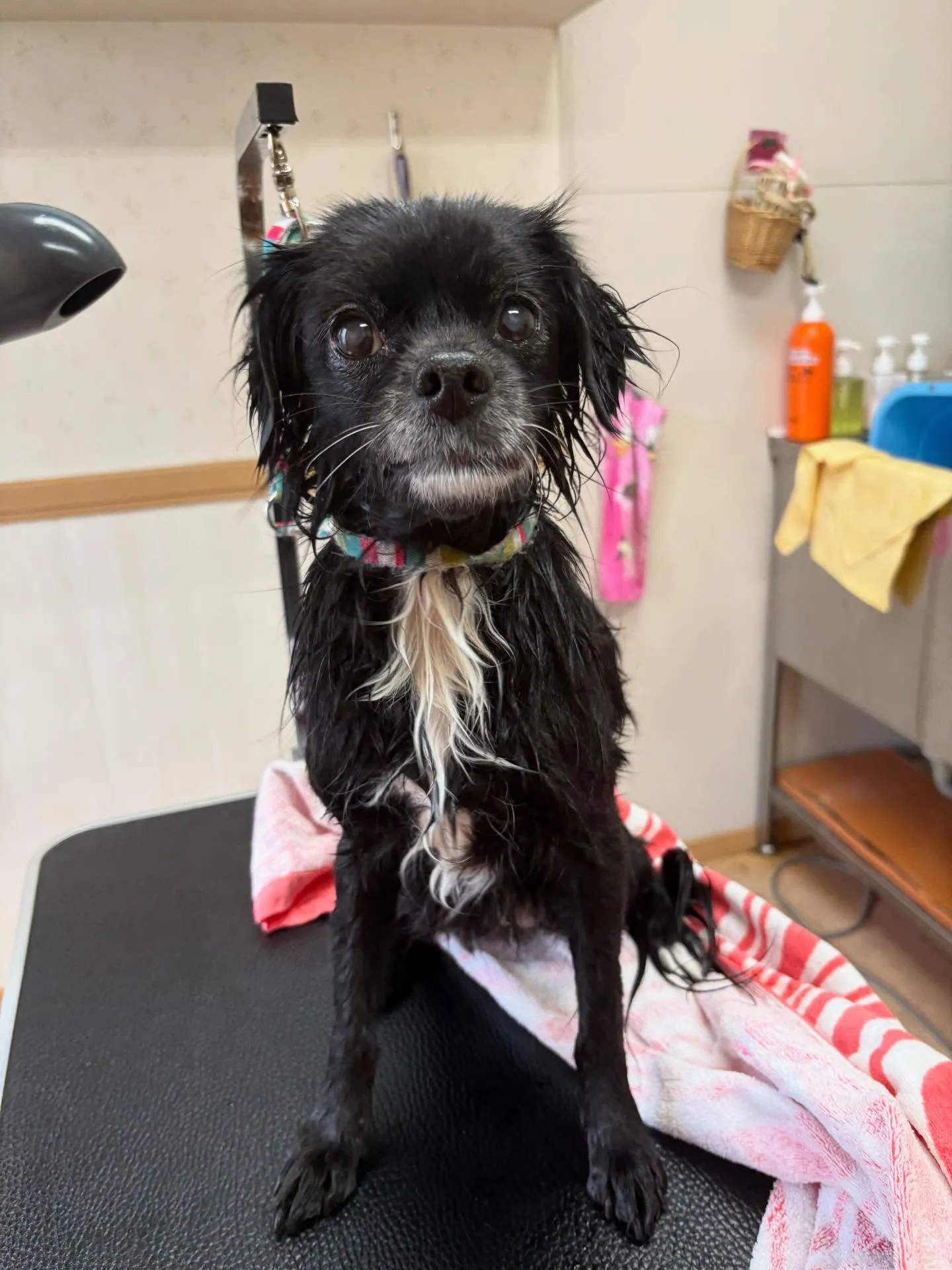 犬のシャンプー🫧