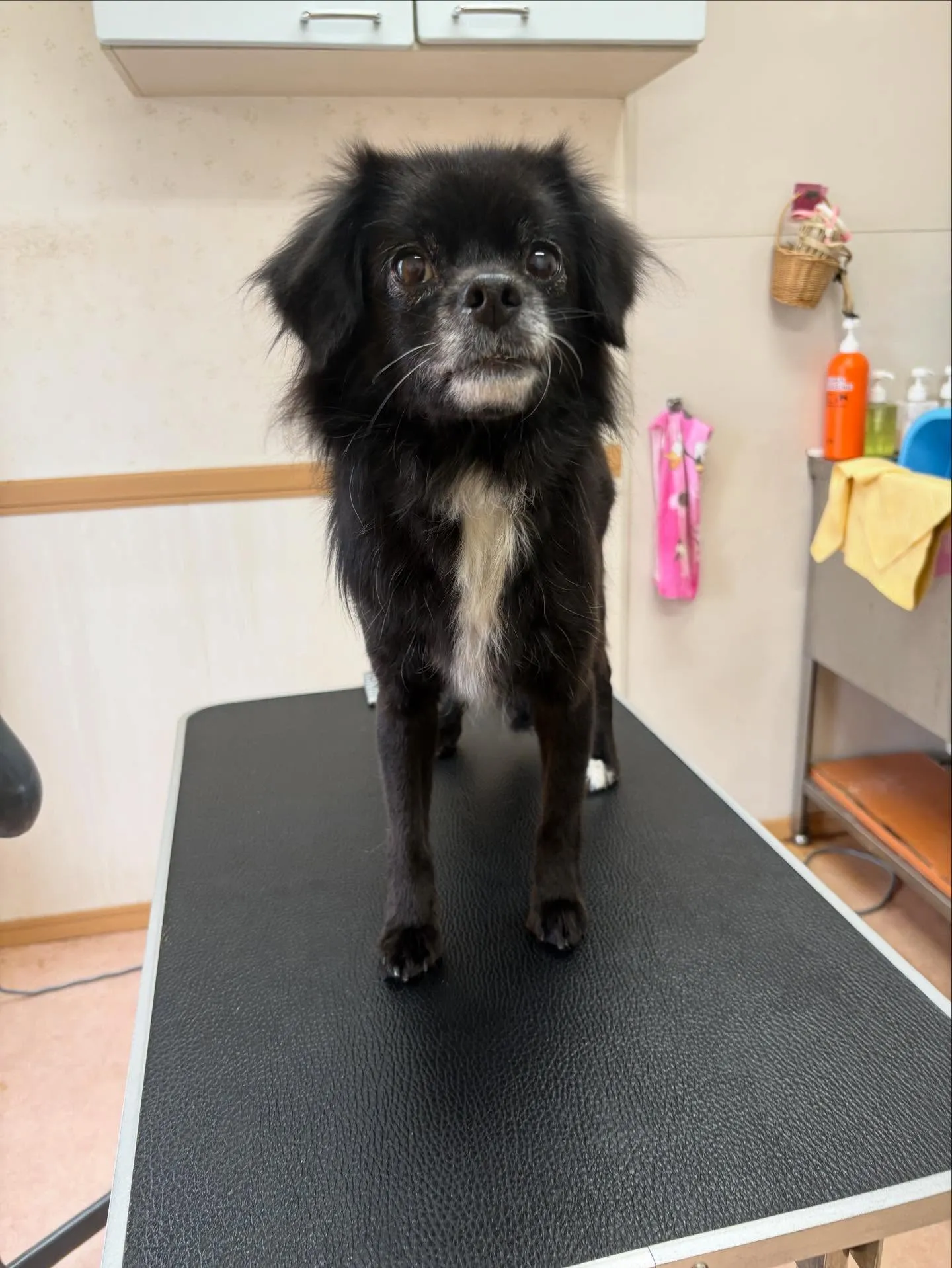 犬のシャンプー🫧