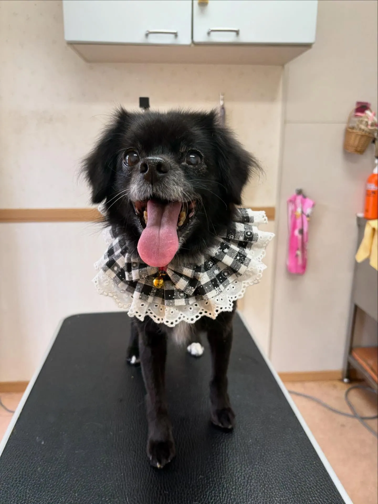 犬のシャンプー🫧