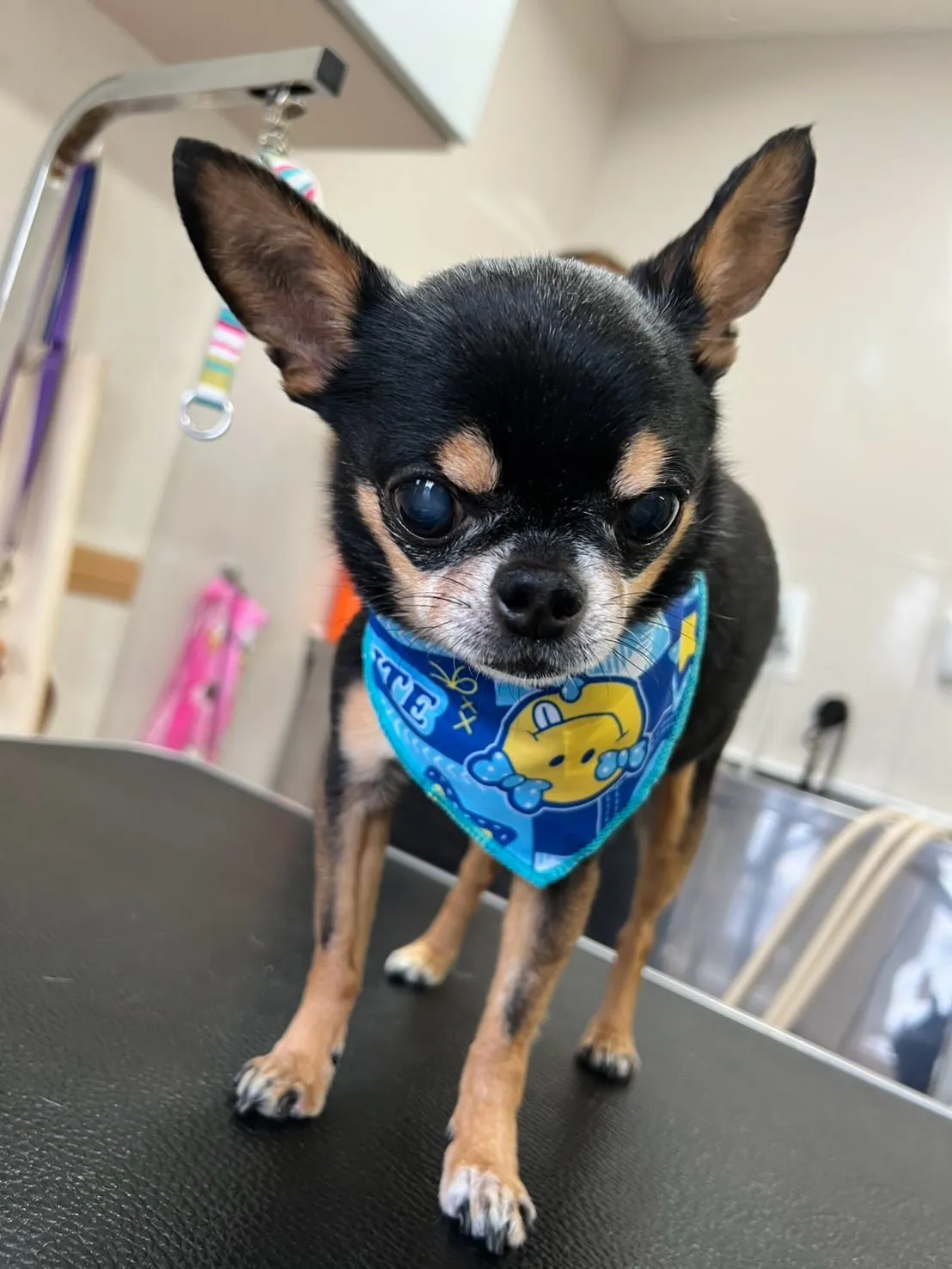 犬のシャンプー🫧