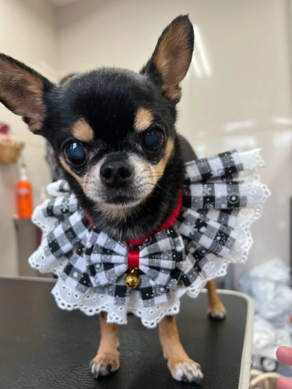 犬のシャンプー🫧