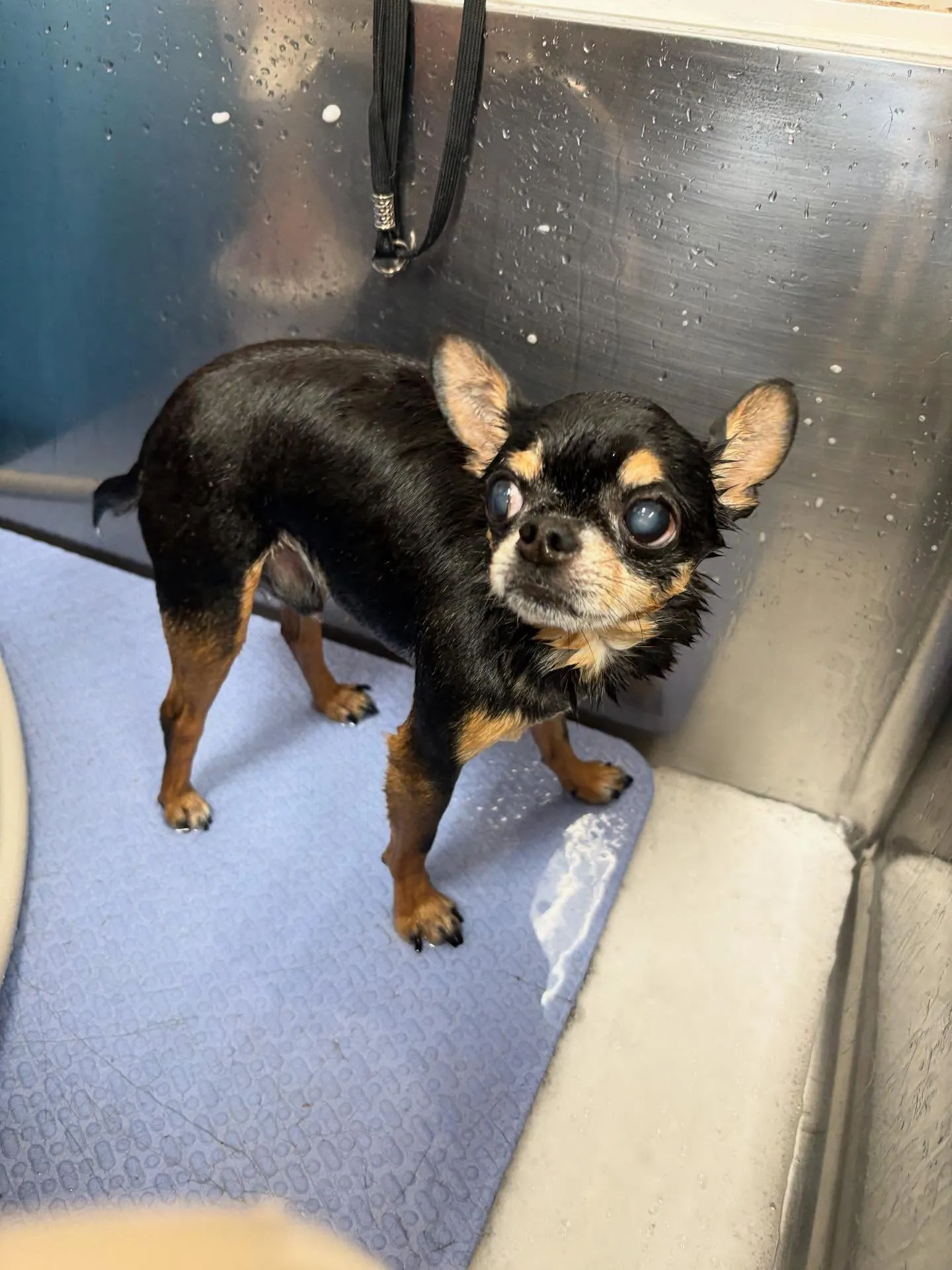 犬のシャンプー🫧