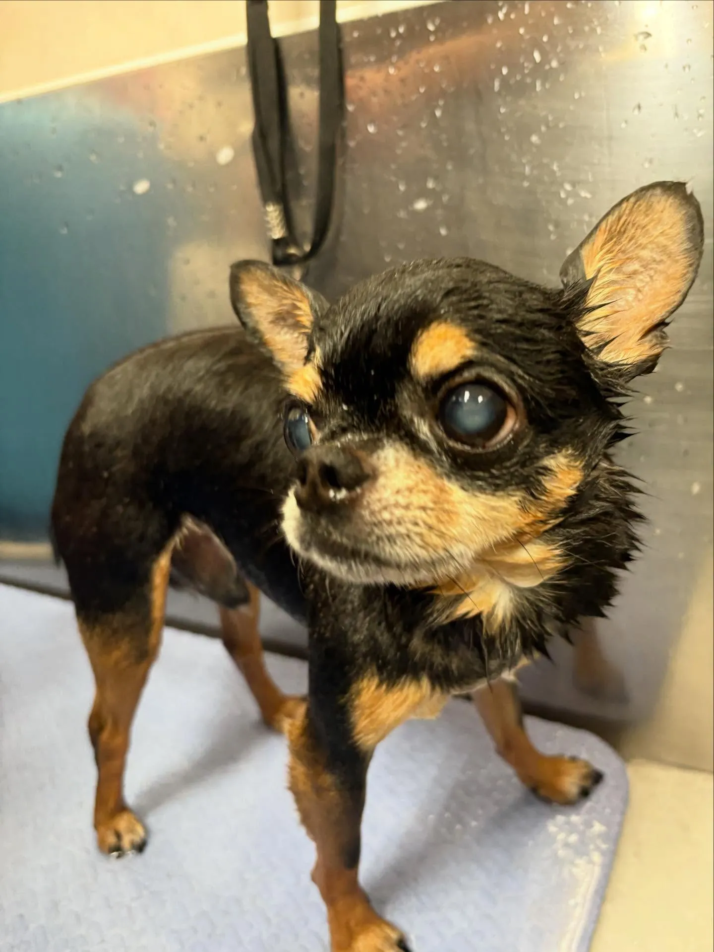 犬のシャンプー🫧