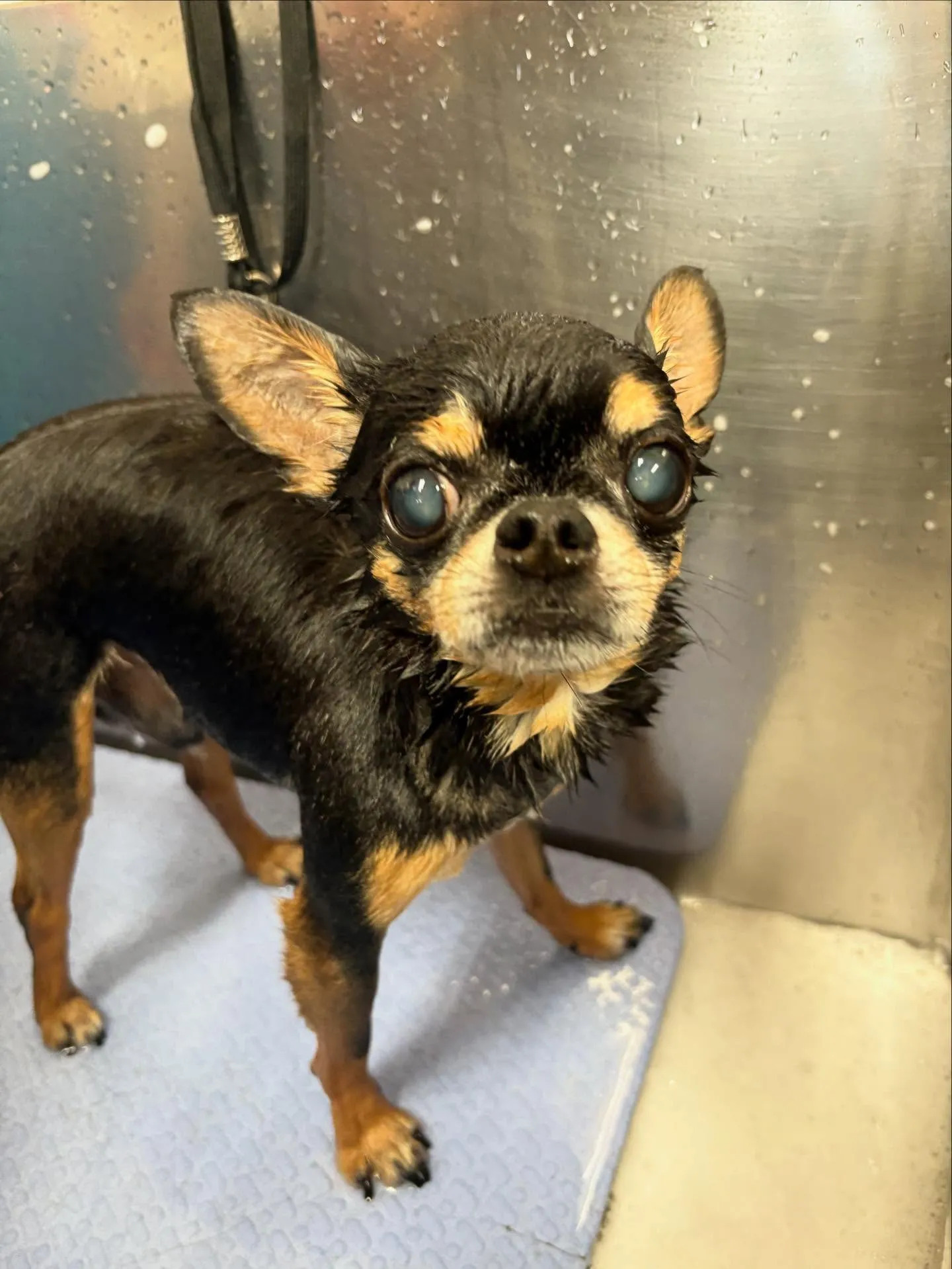 犬のシャンプー🫧