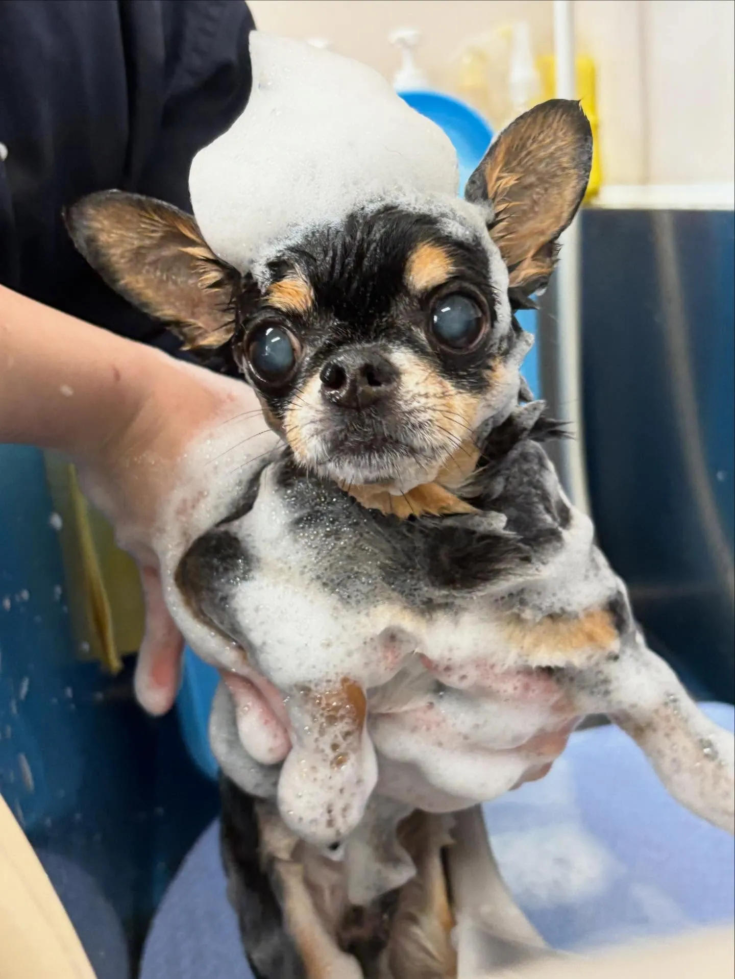 犬のシャンプー🫧