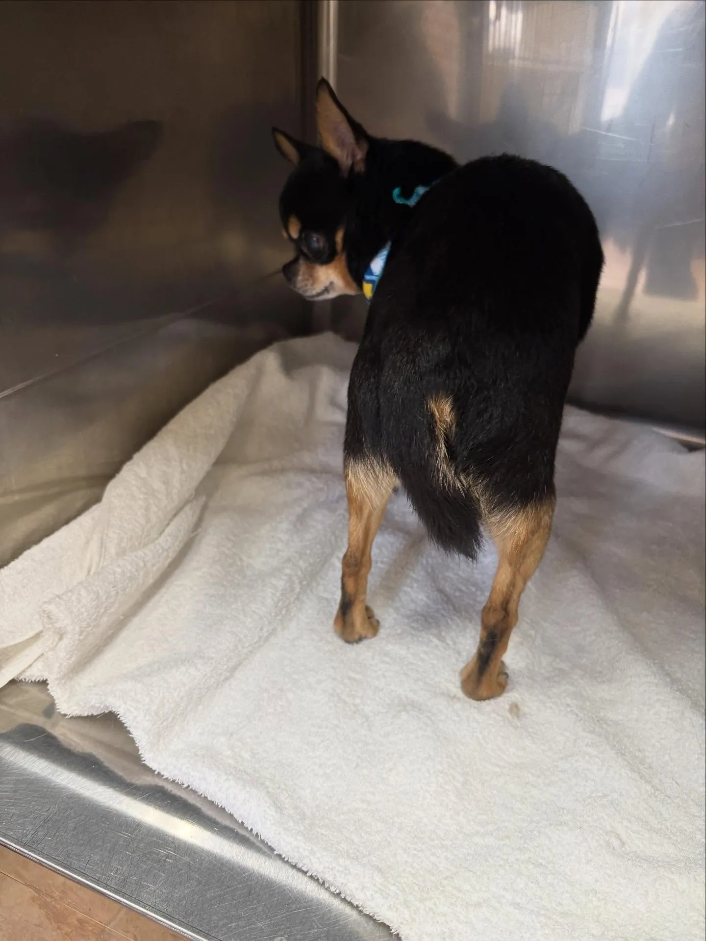 犬のシャンプー🫧