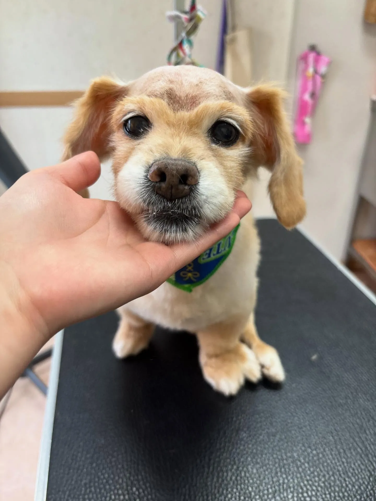 犬のトリミング✂️
