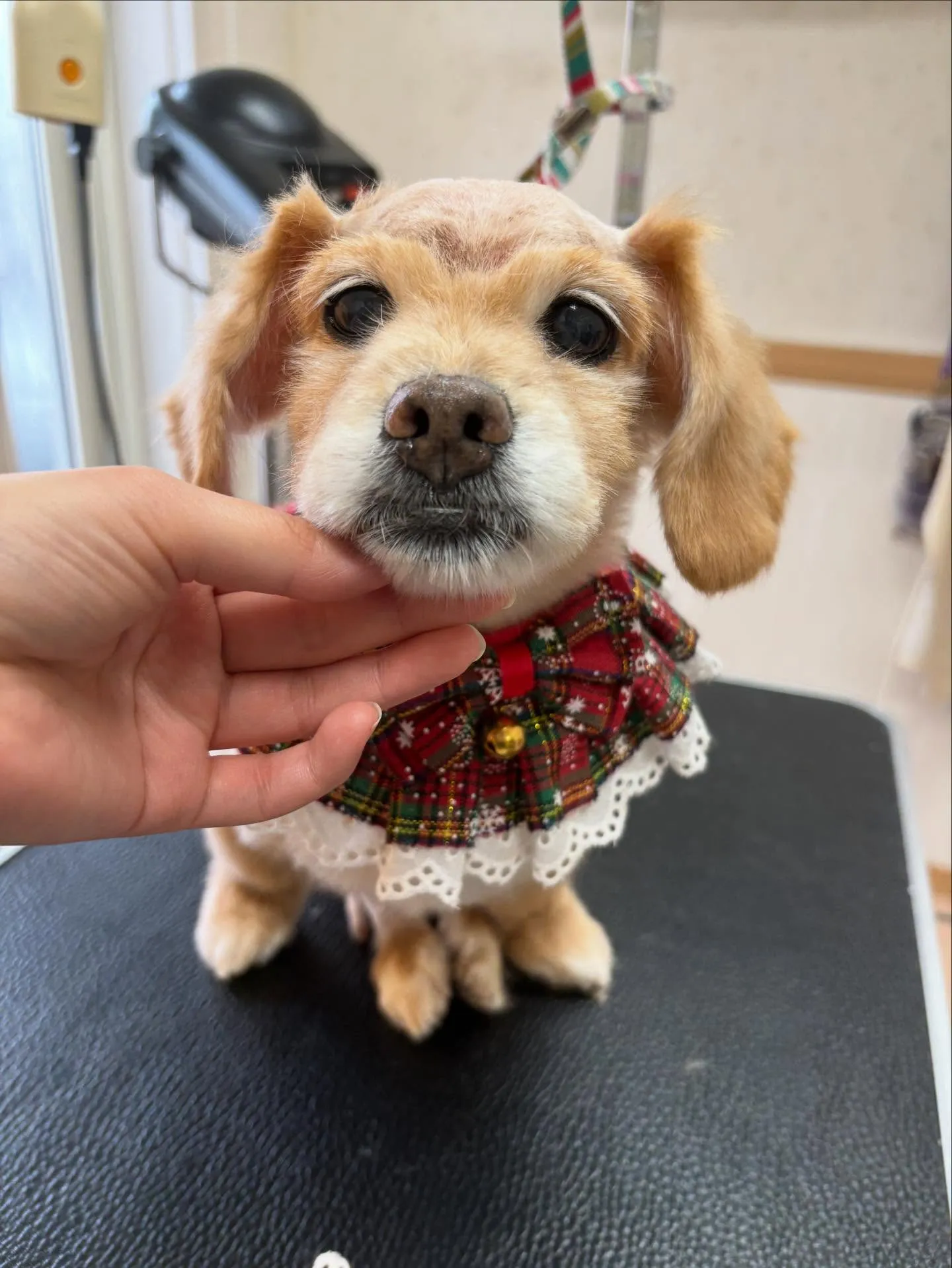 犬のトリミング✂️