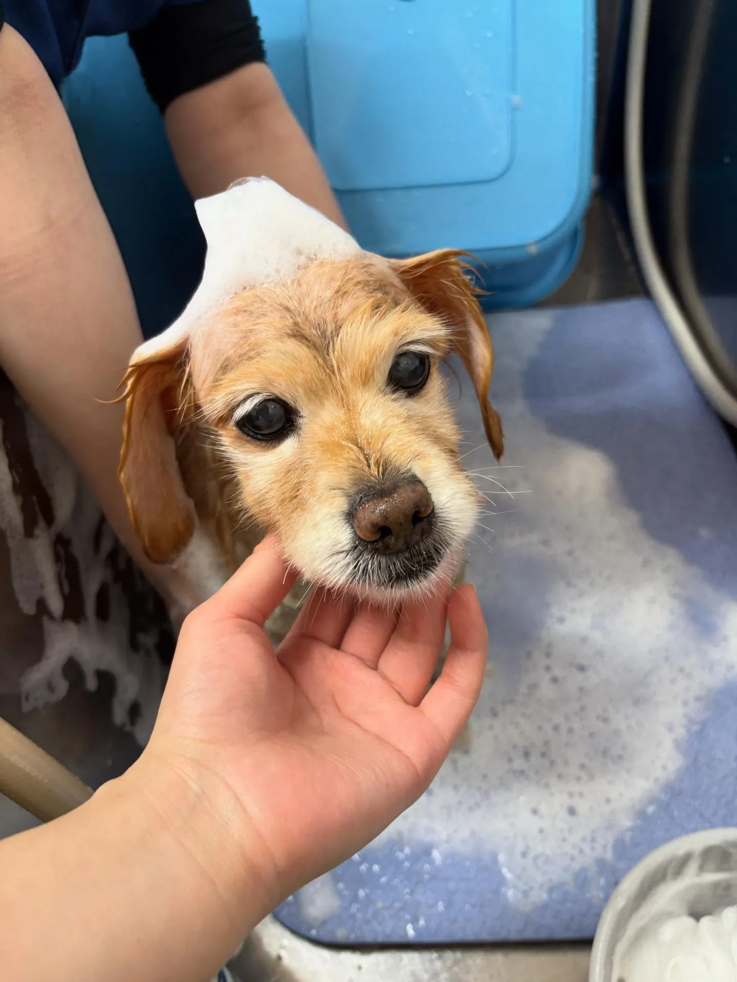 犬のトリミング✂️