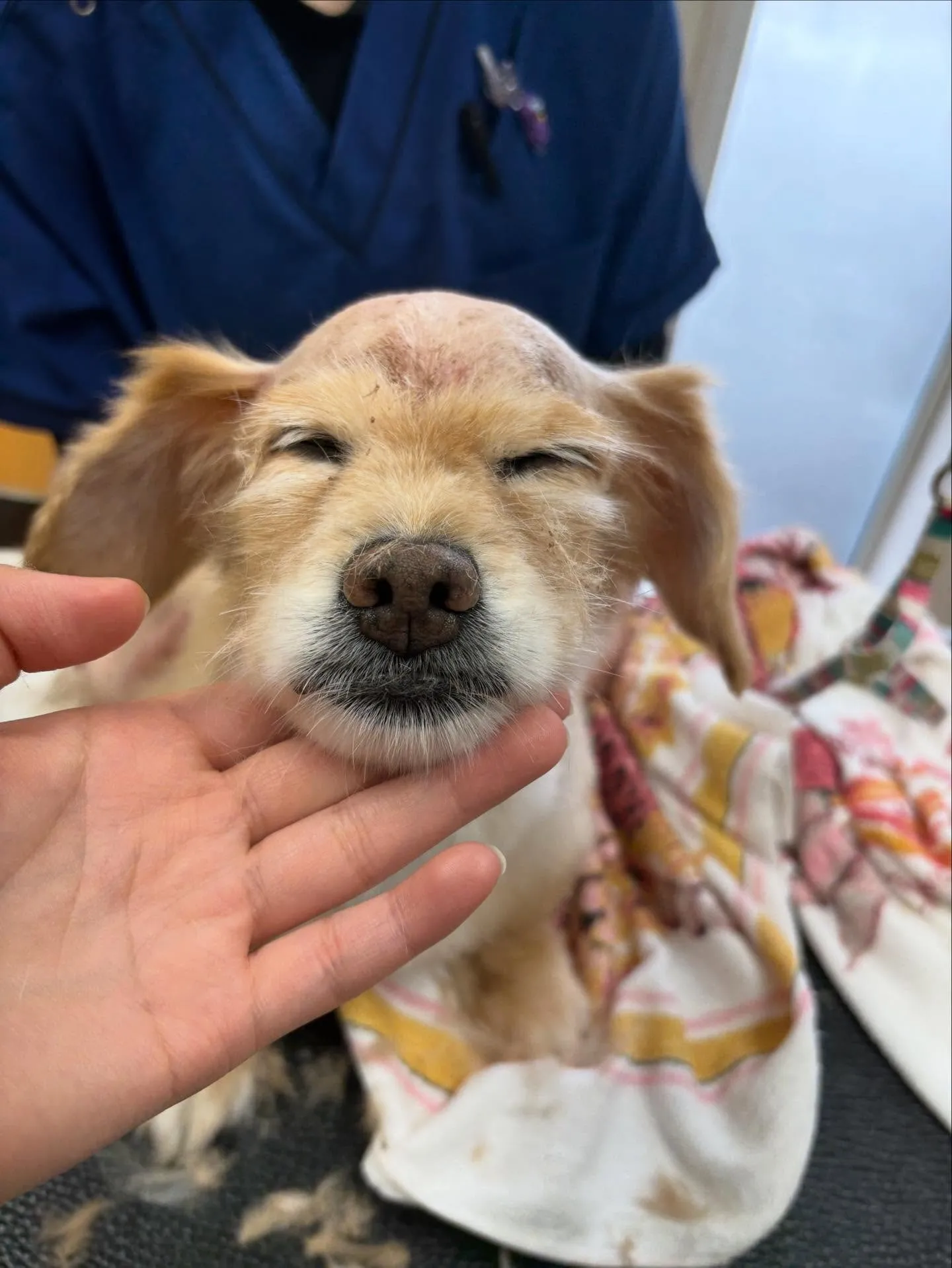 犬のトリミング✂️