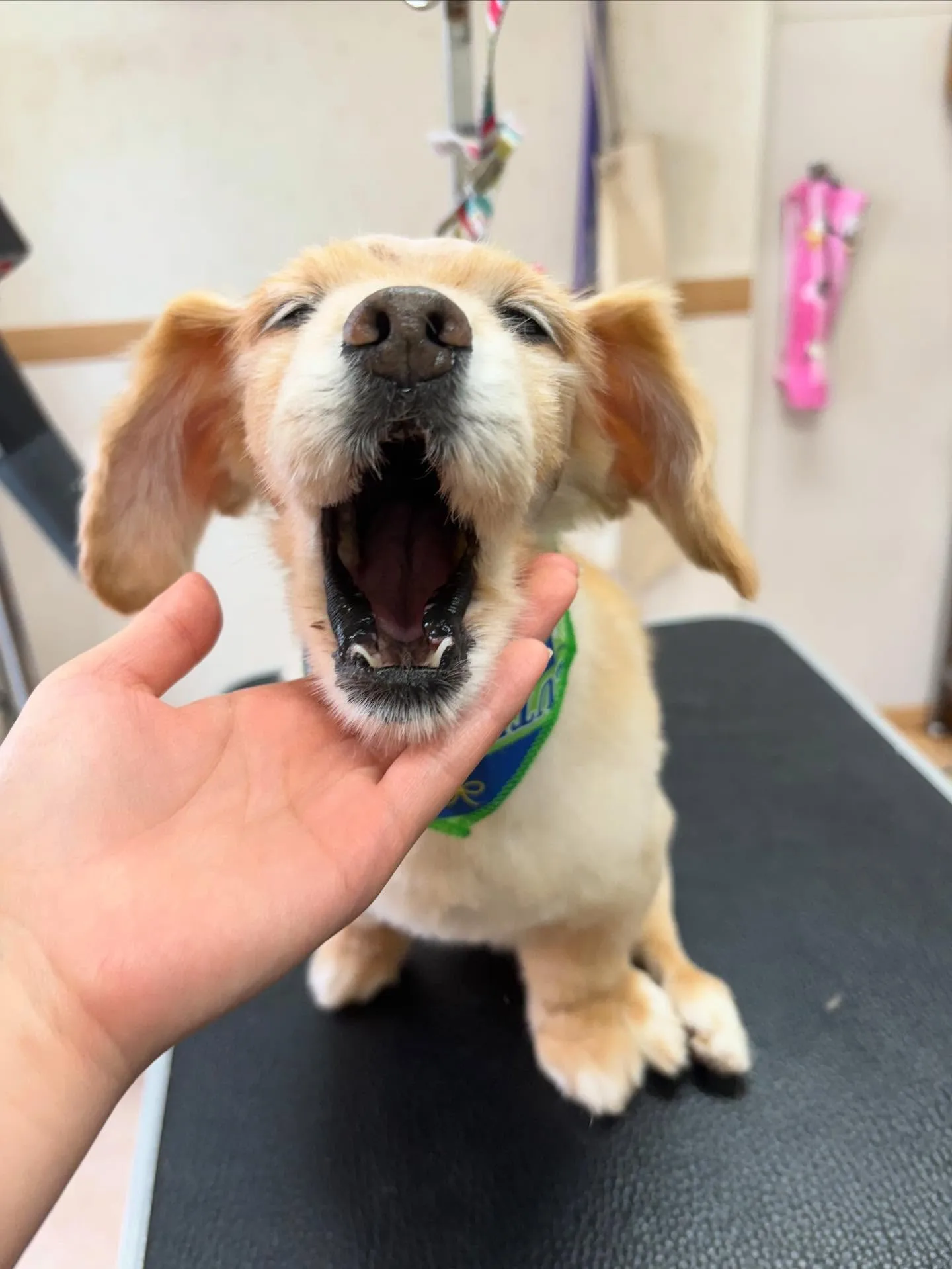 犬のトリミング✂️