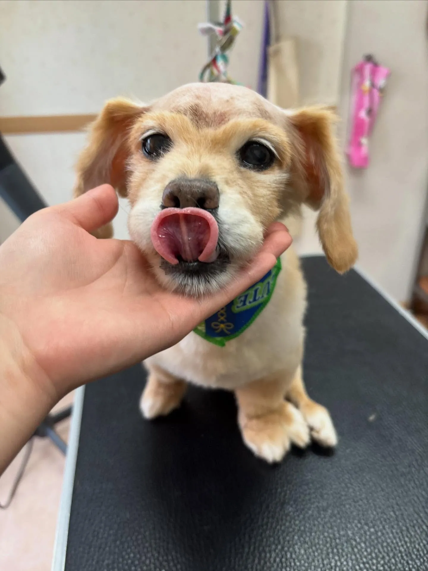 犬のトリミング✂️