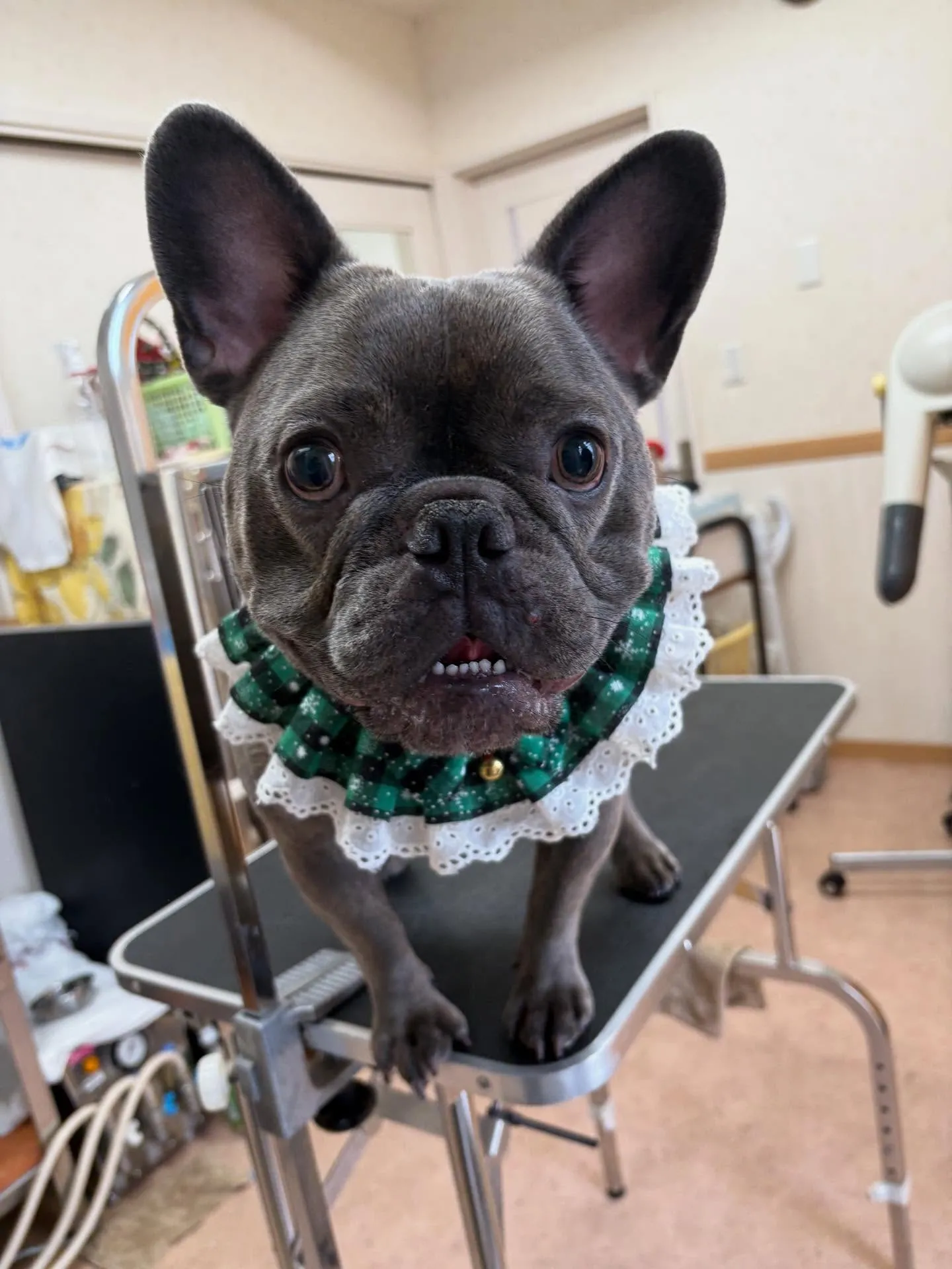 犬のシャンプー🫧