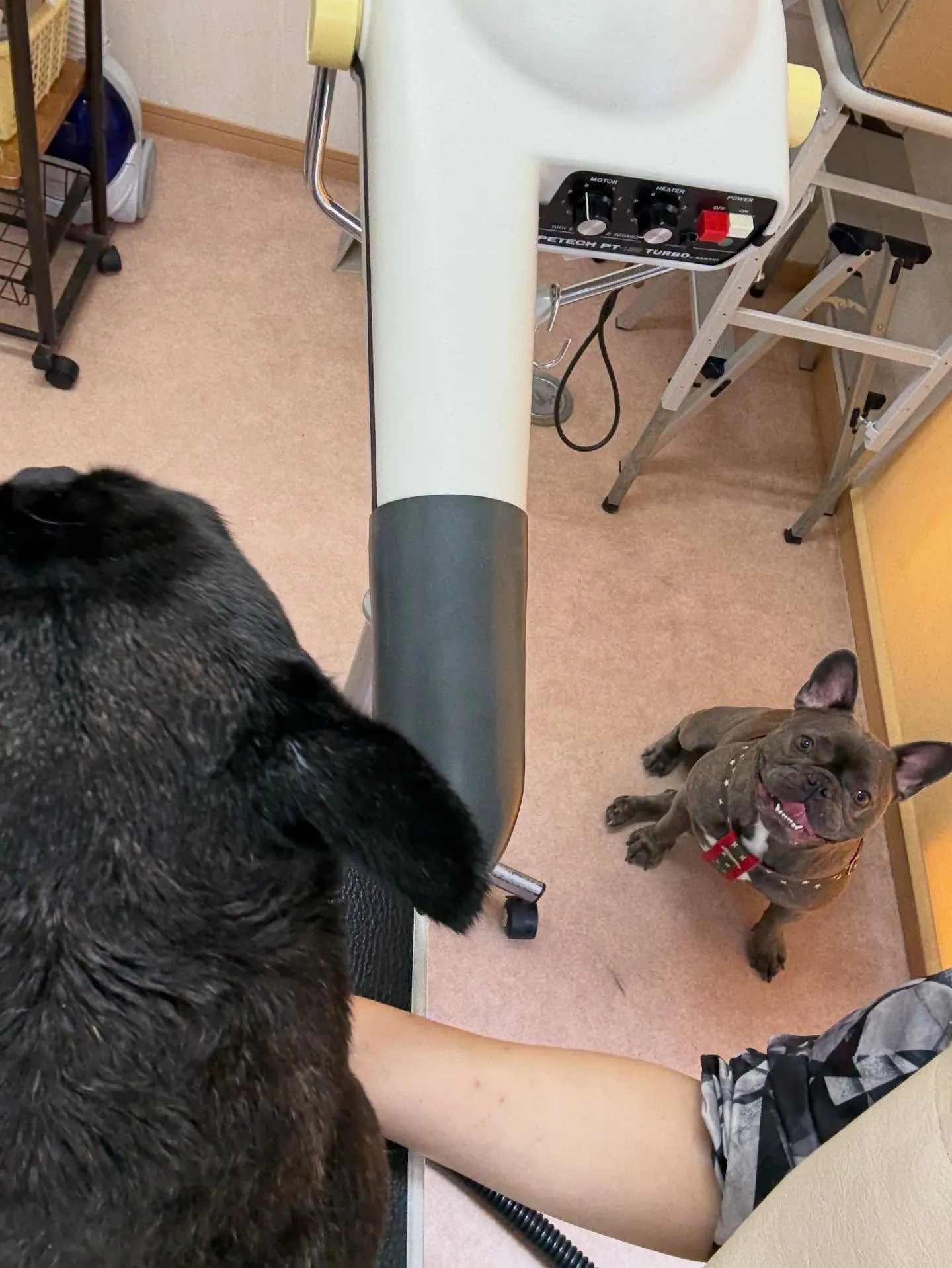 犬のシャンプー🫧