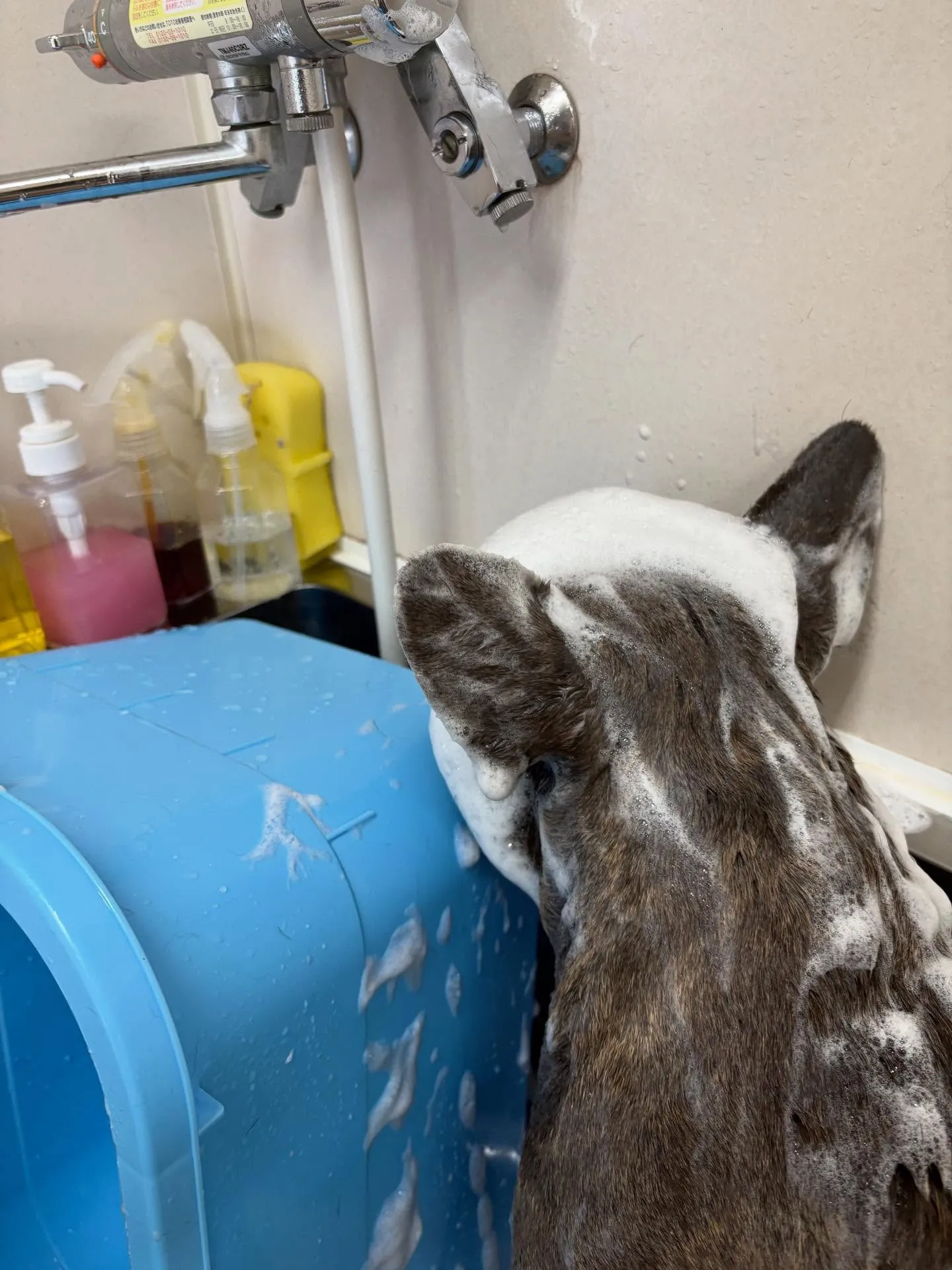 犬のシャンプー🫧