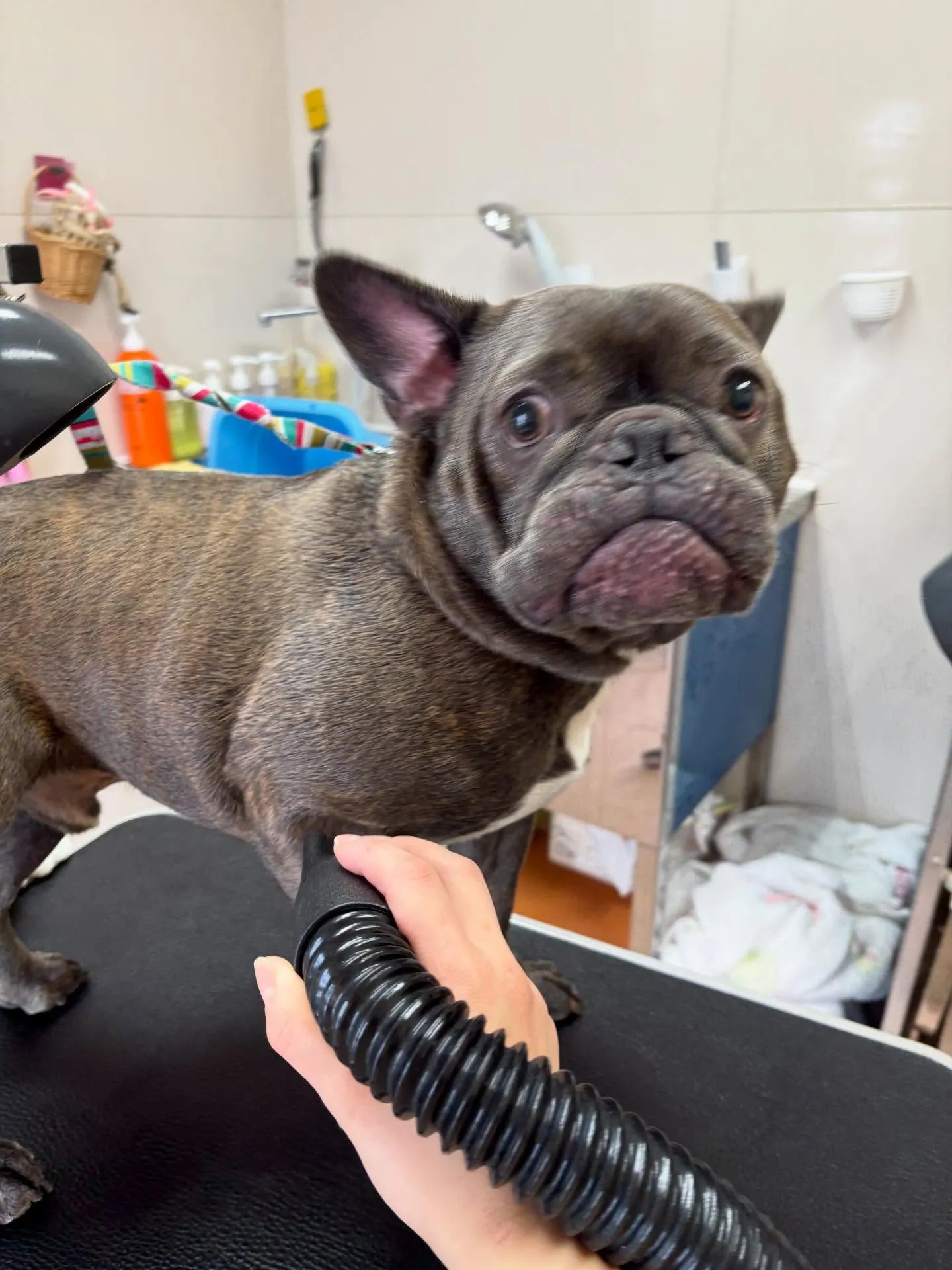 犬のシャンプー🫧