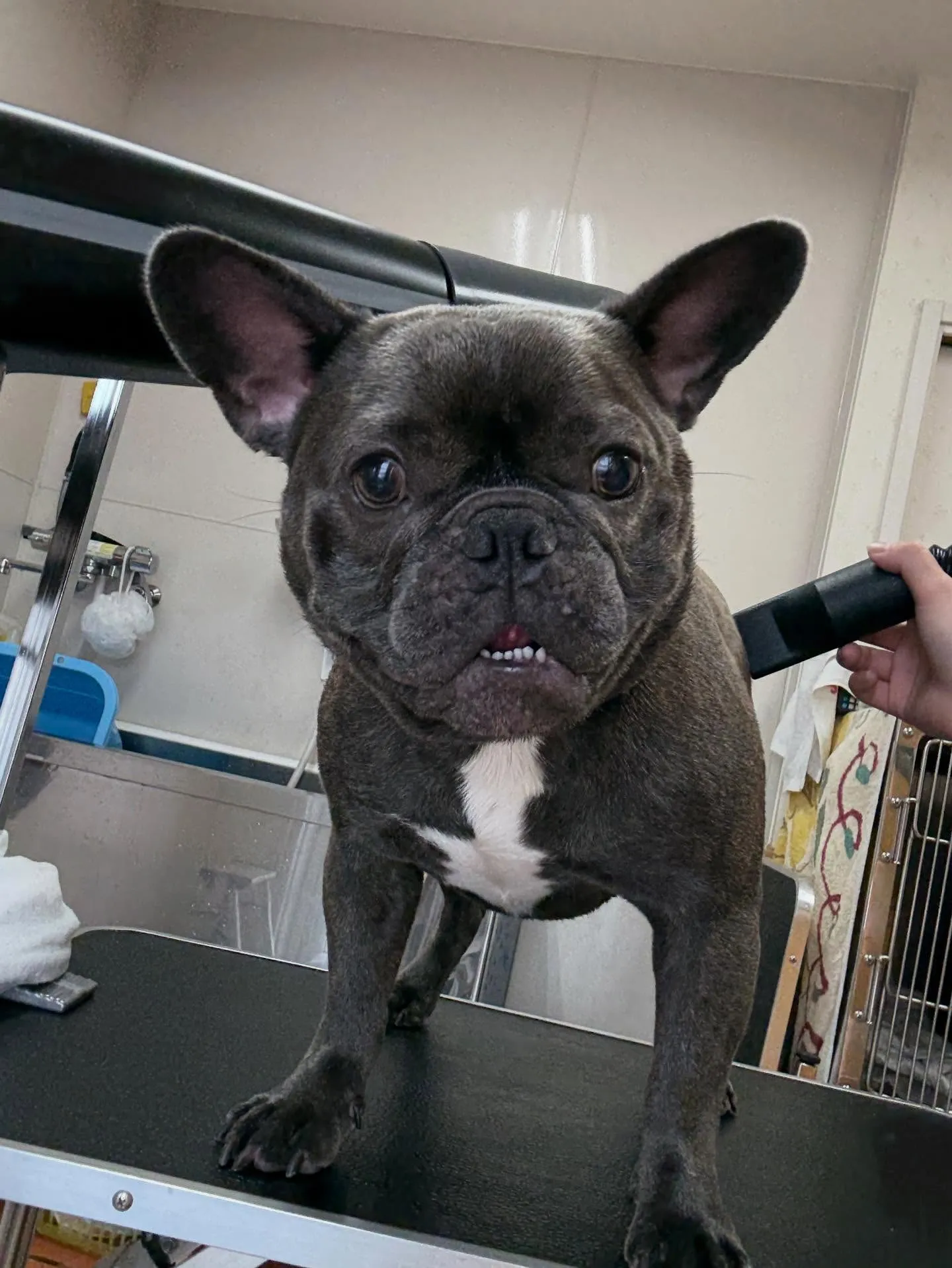 犬のシャンプー🫧