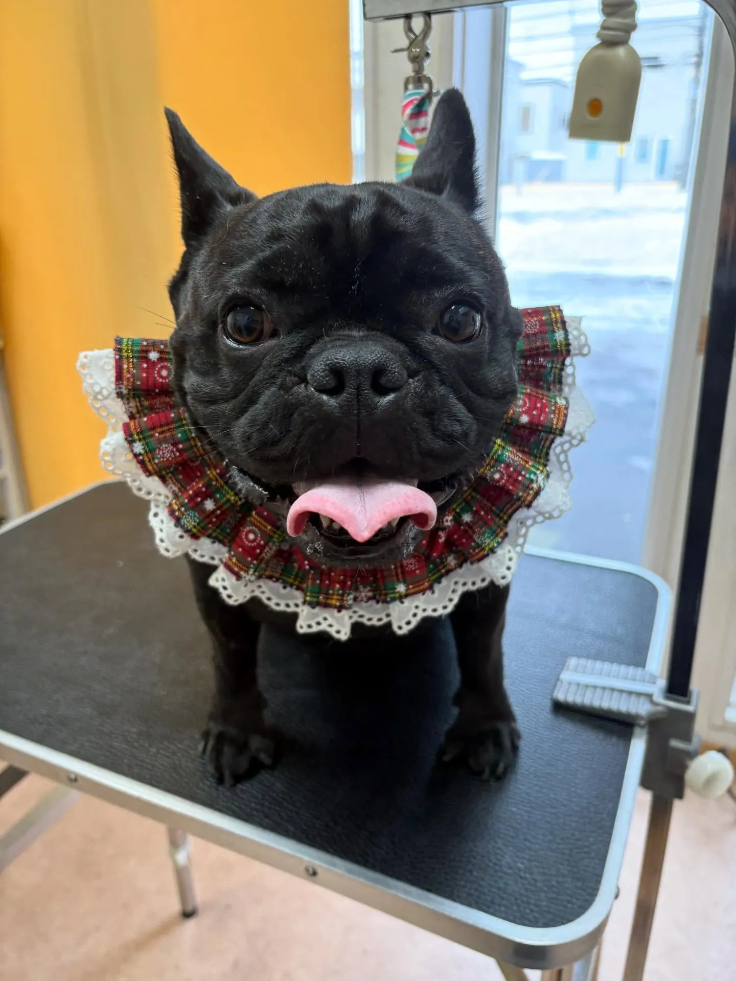 犬のシャンプー🫧