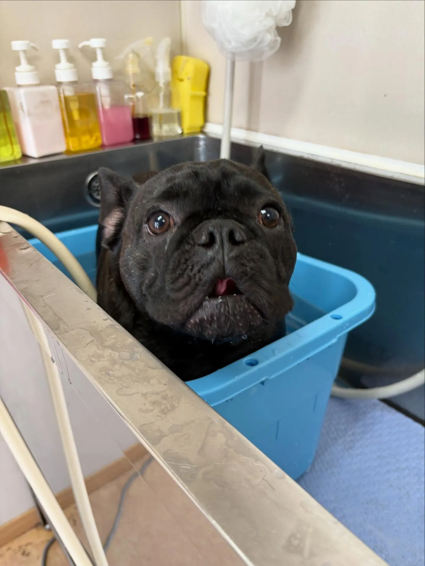 犬のシャンプー🫧