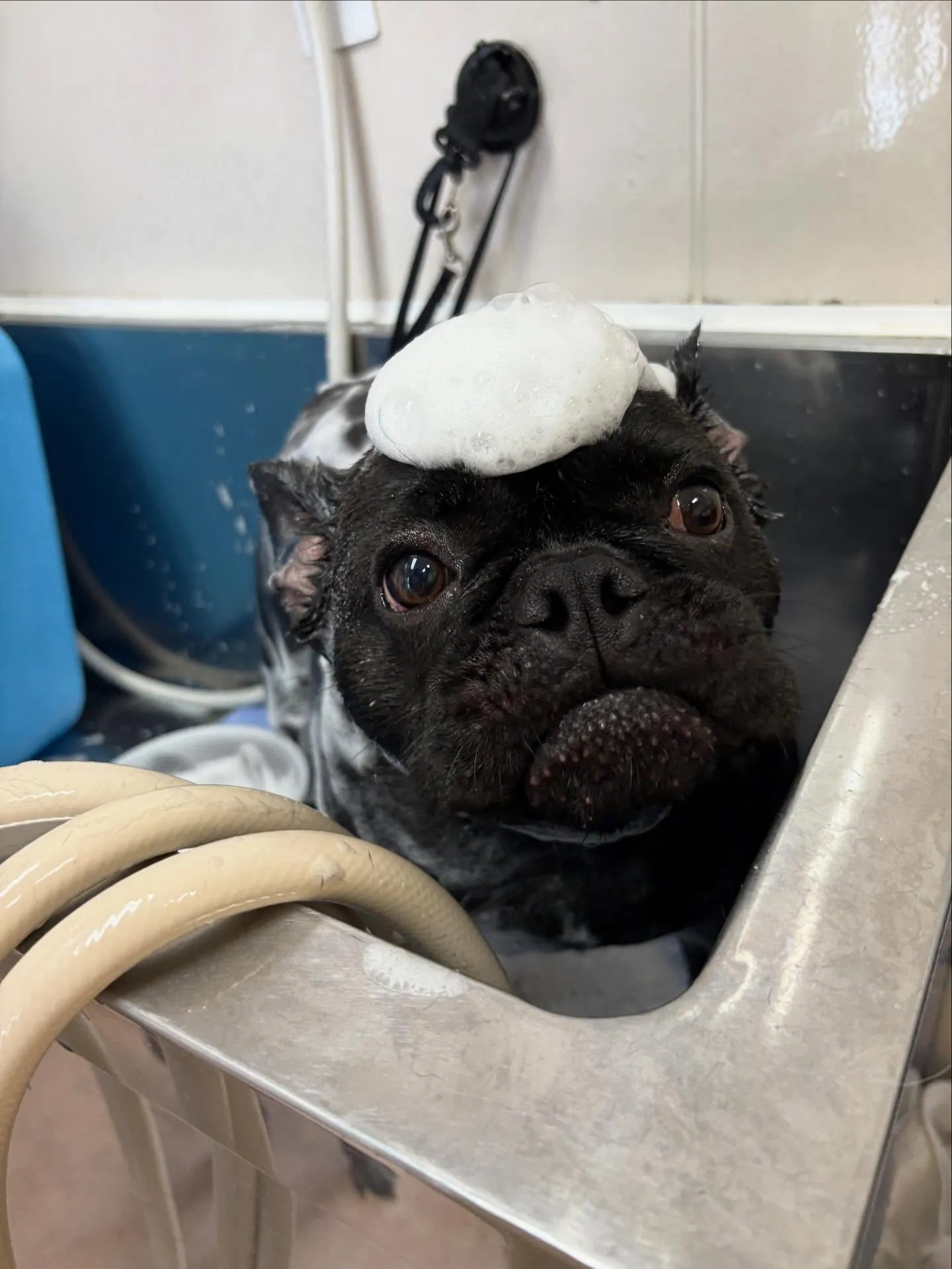 犬のシャンプー🫧