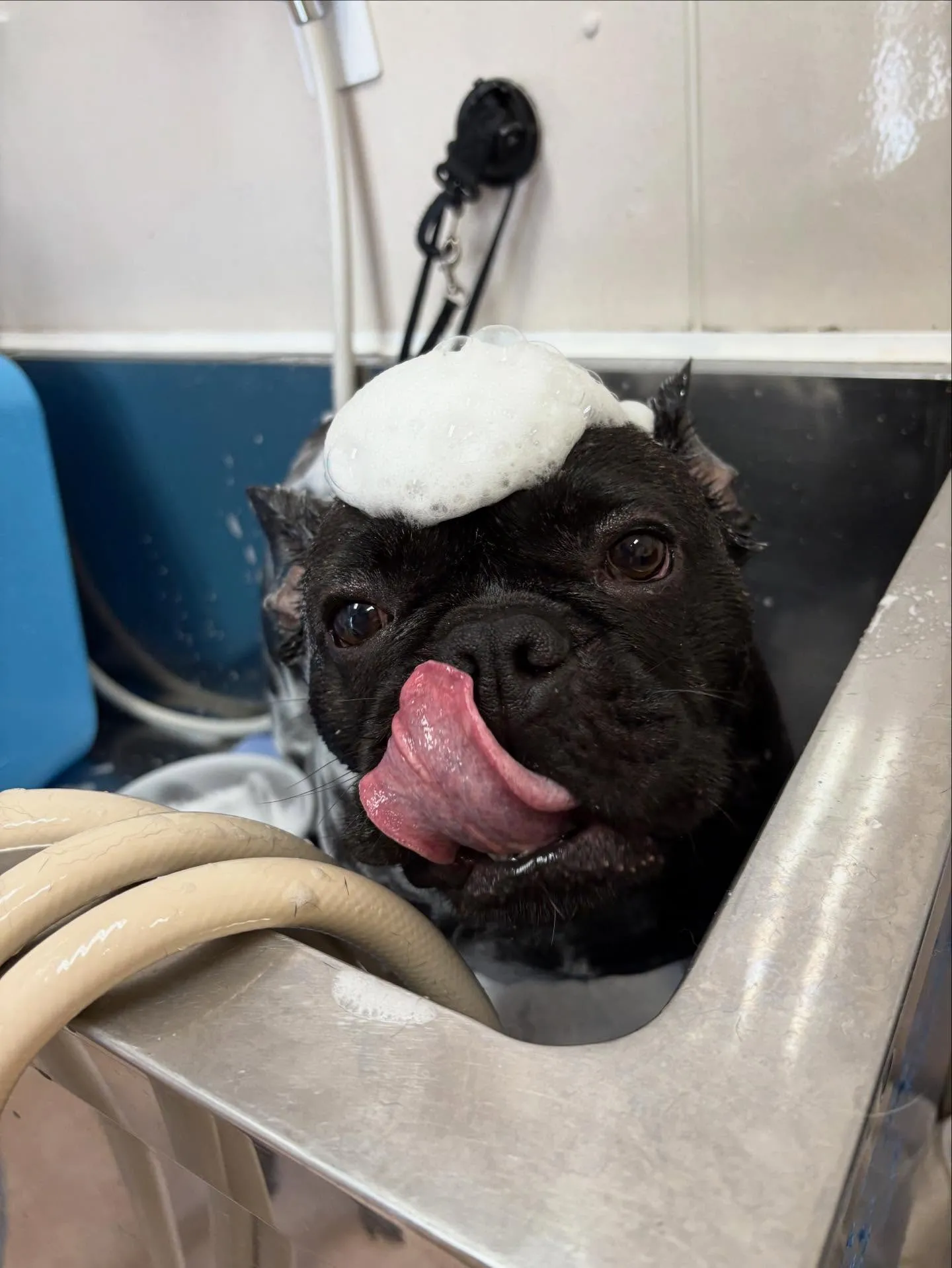 犬のシャンプー🫧