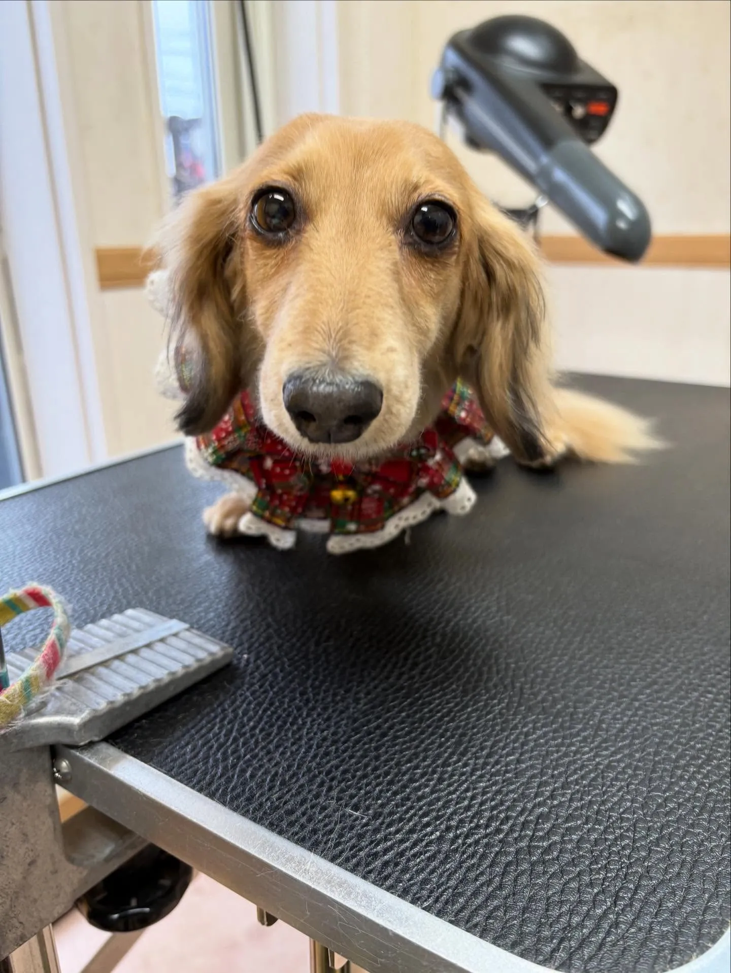 犬のトリミング✂️