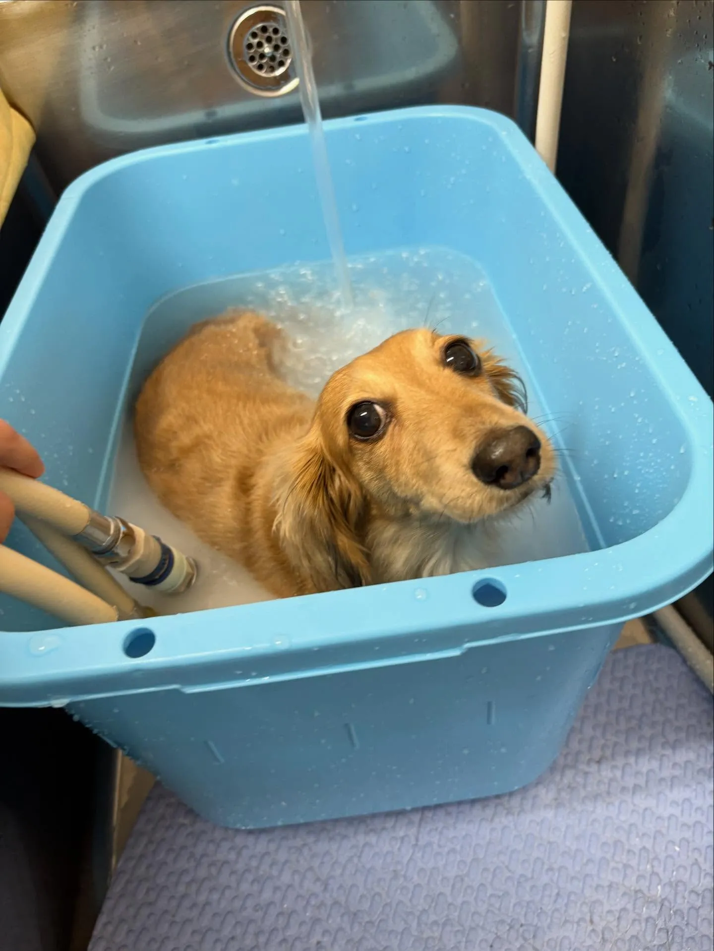 犬のトリミング✂️