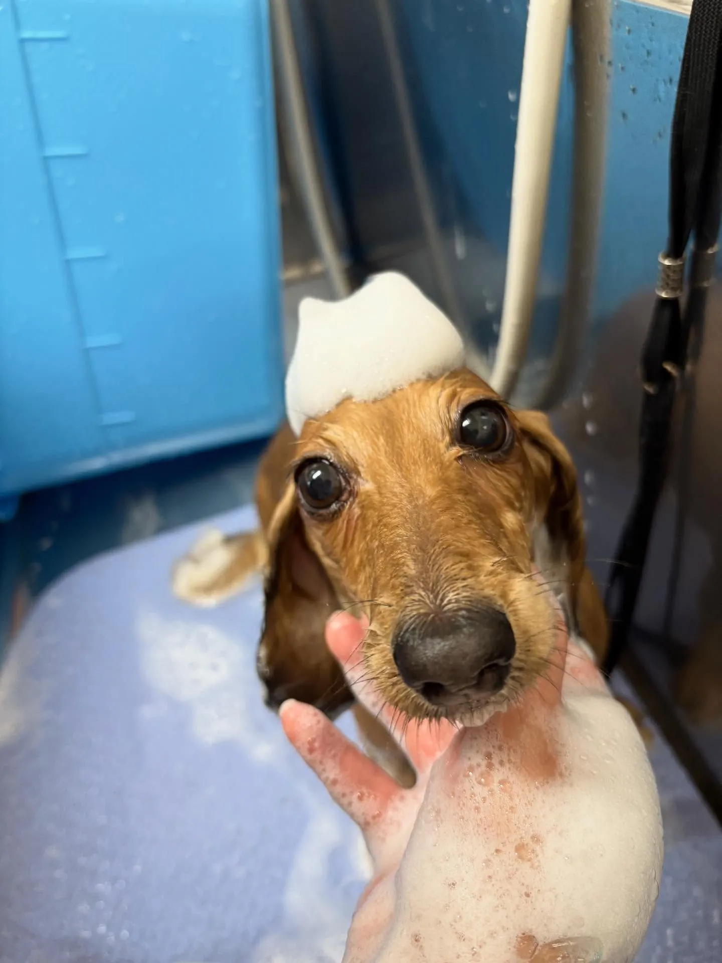 犬のトリミング✂️