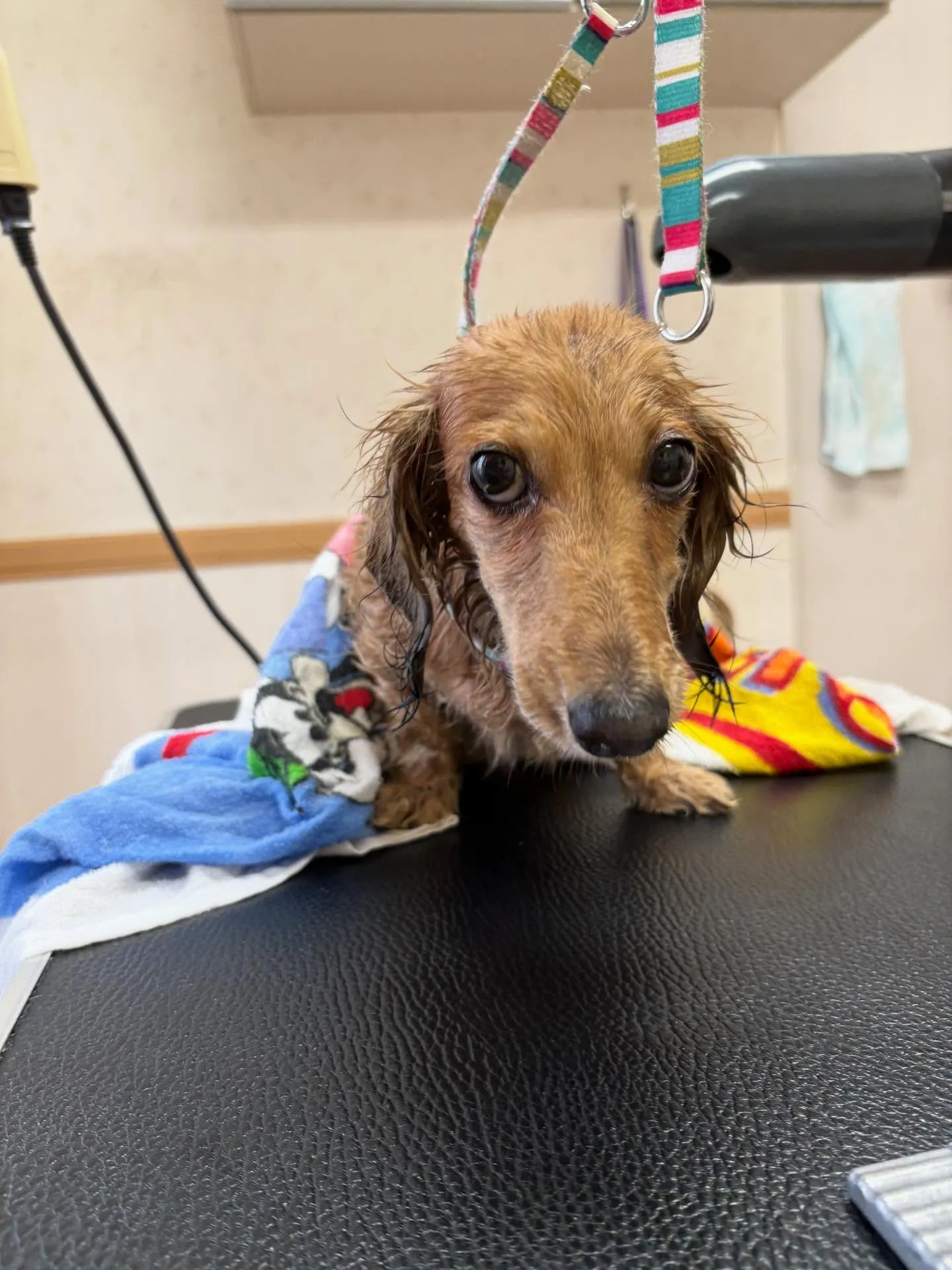 犬のトリミング✂️