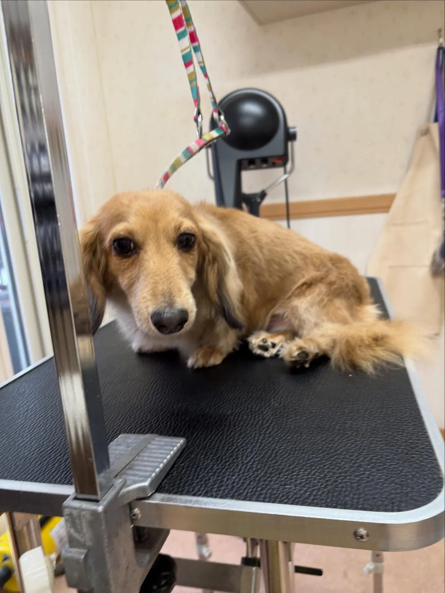 犬のトリミング✂️