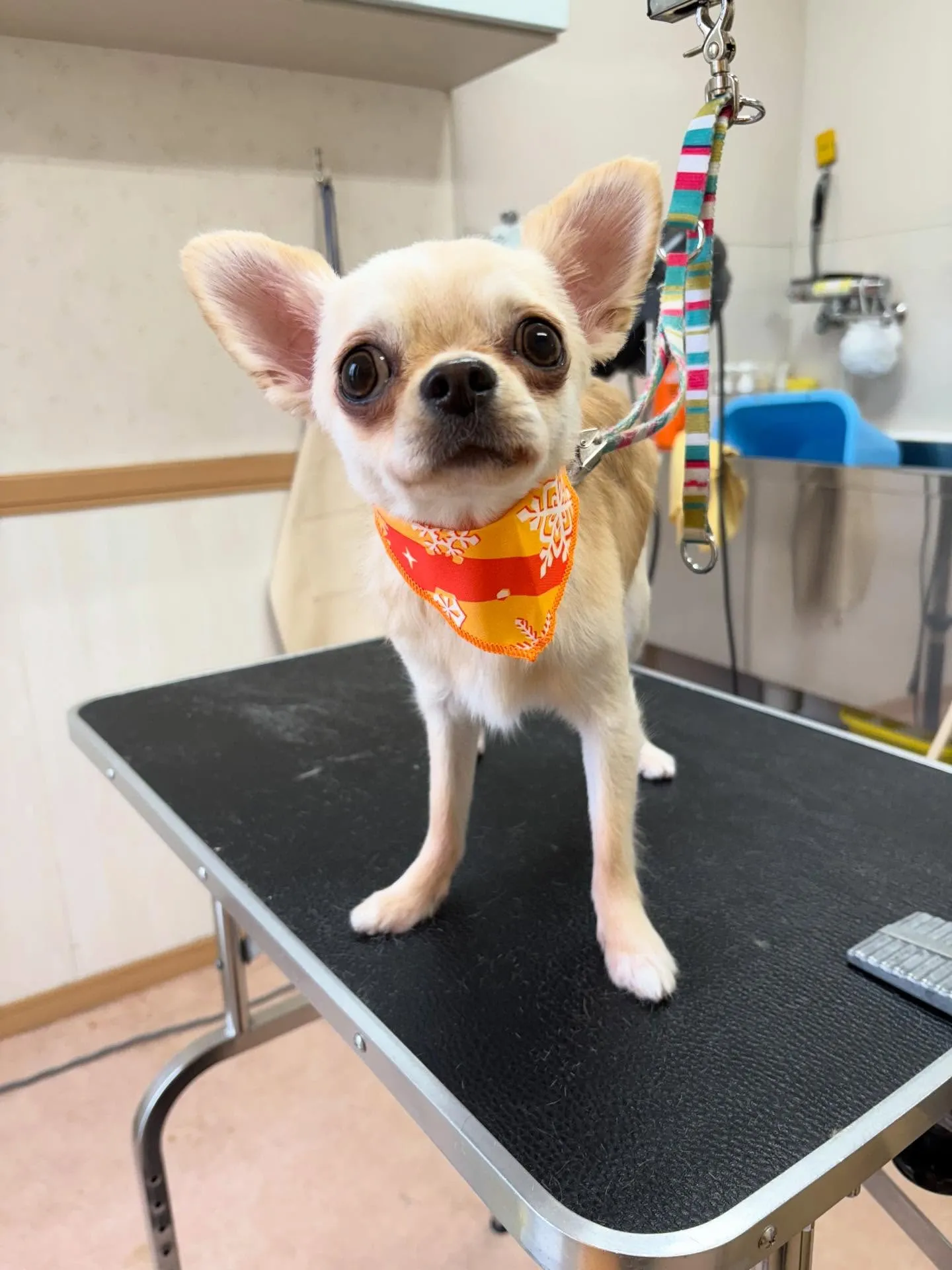 犬のトリミング✂️