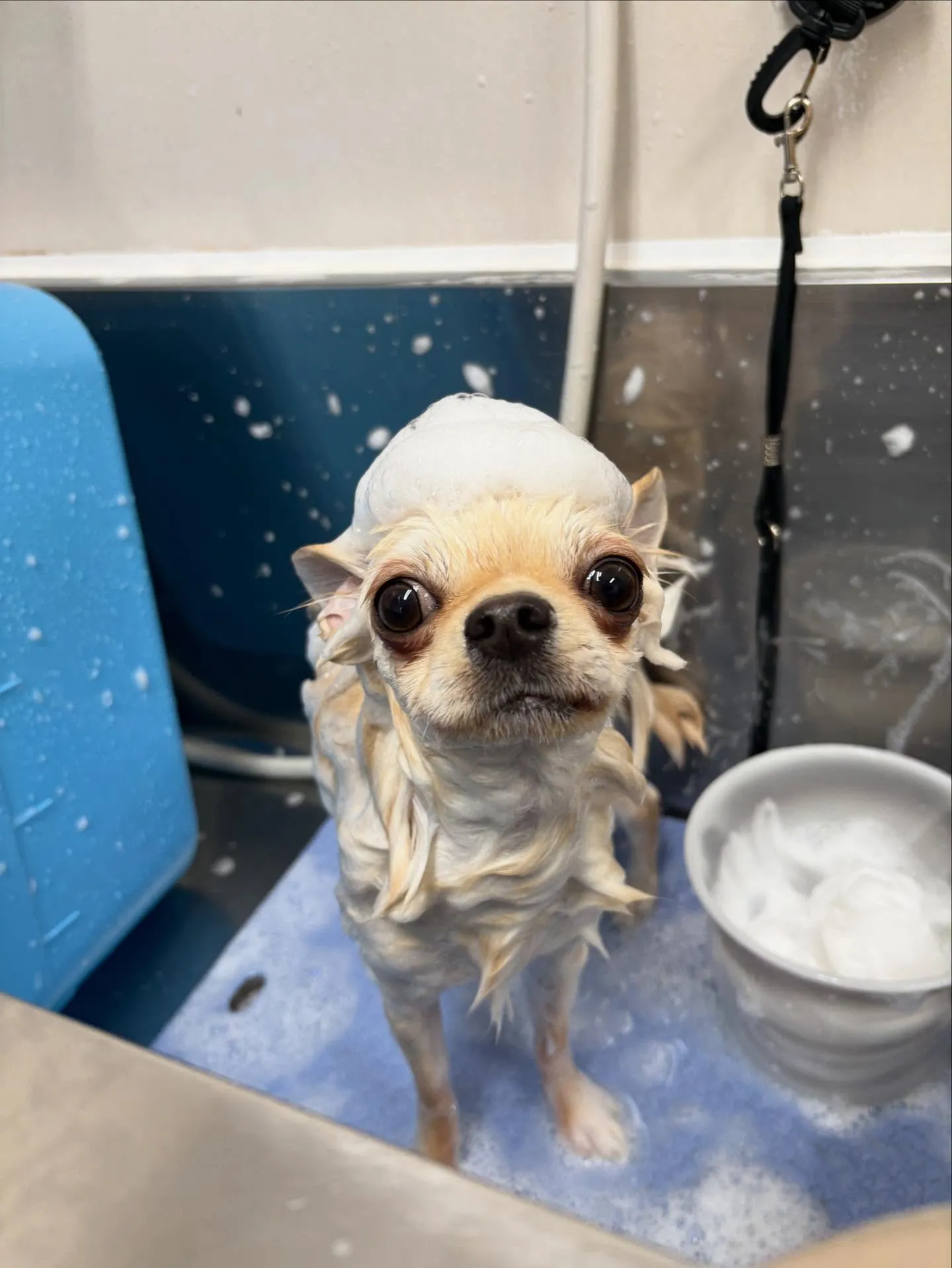 犬のトリミング✂️