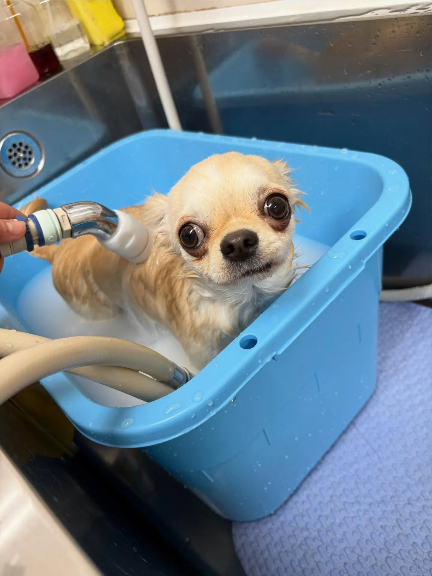 犬のトリミング✂️