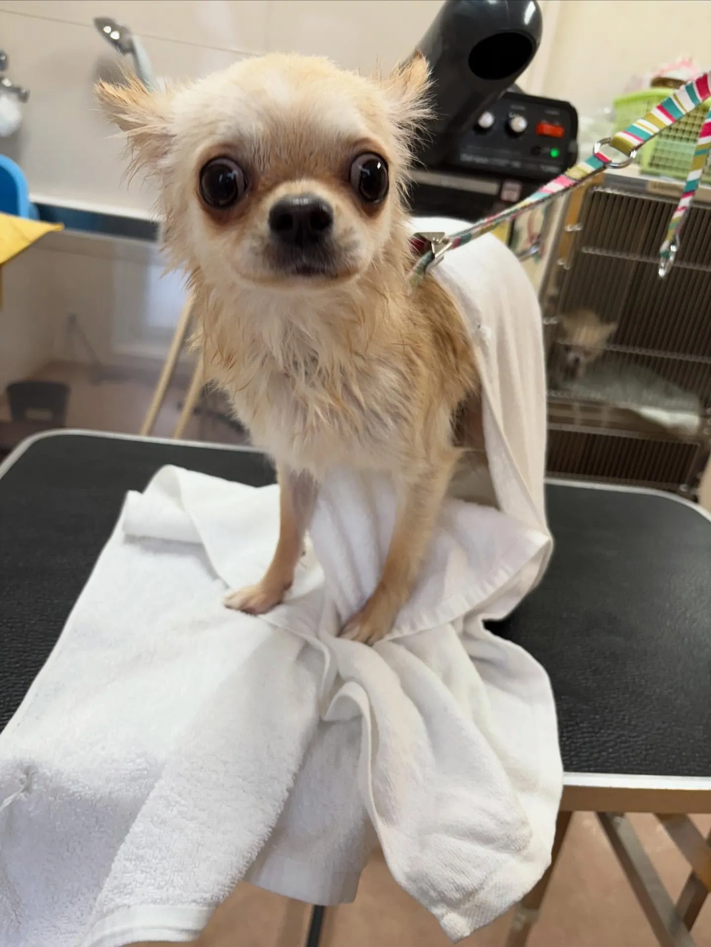 犬のトリミング✂️