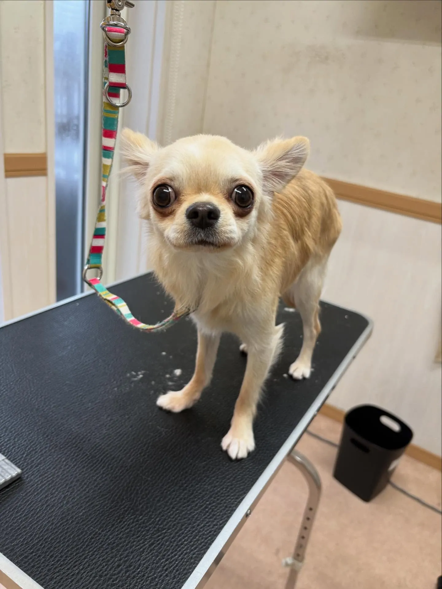 犬のトリミング✂️