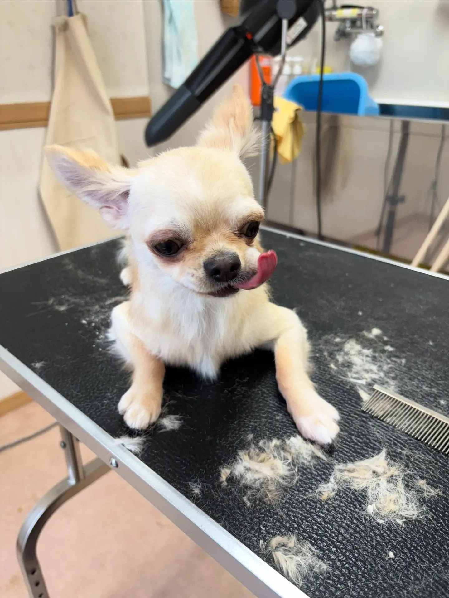 犬のトリミング✂️