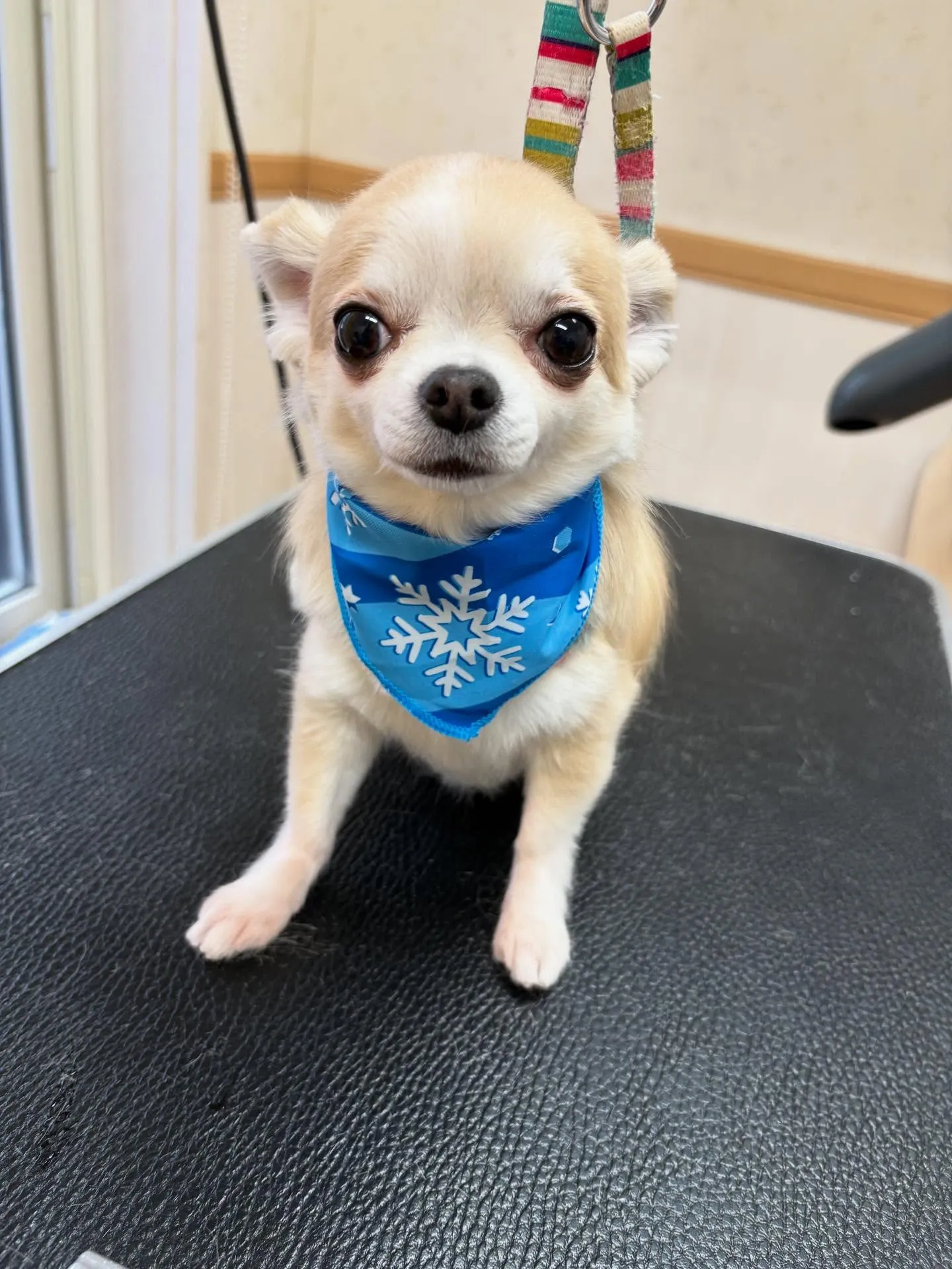 犬のトリミング✂️