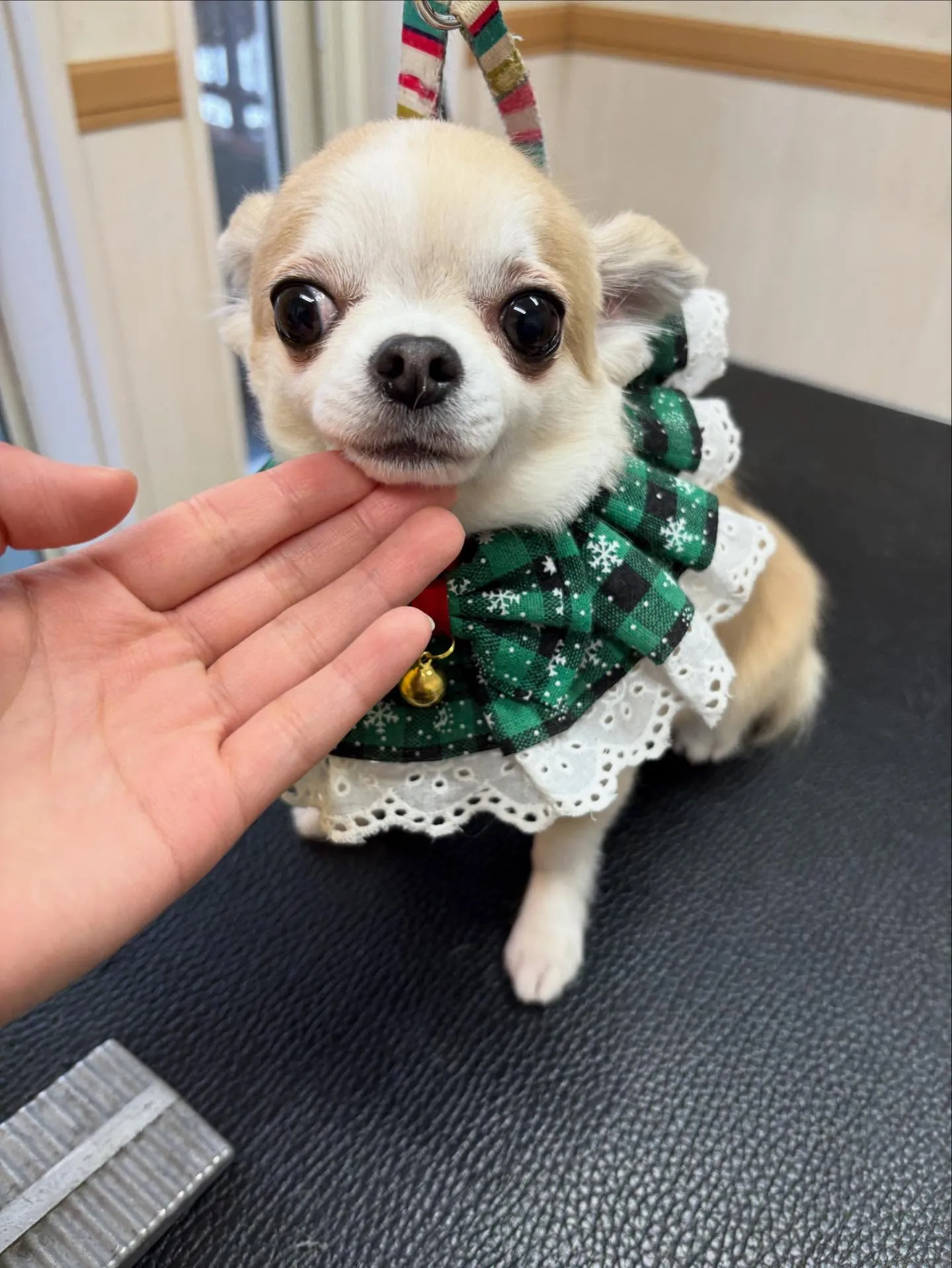 犬のトリミング✂️