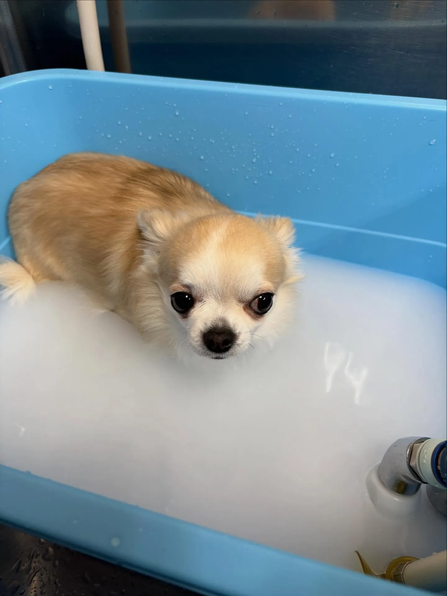 犬のトリミング✂️