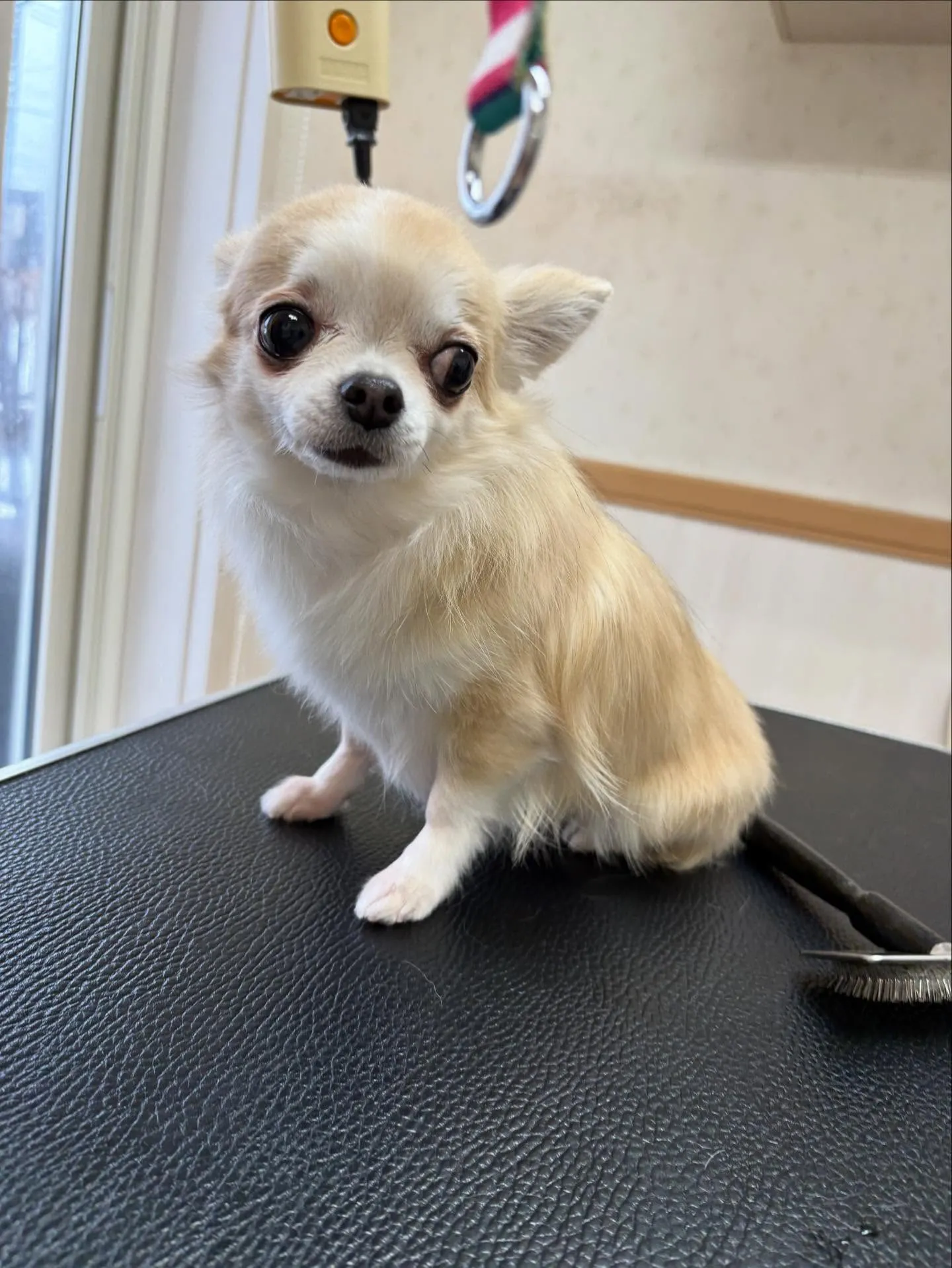 犬のトリミング✂️