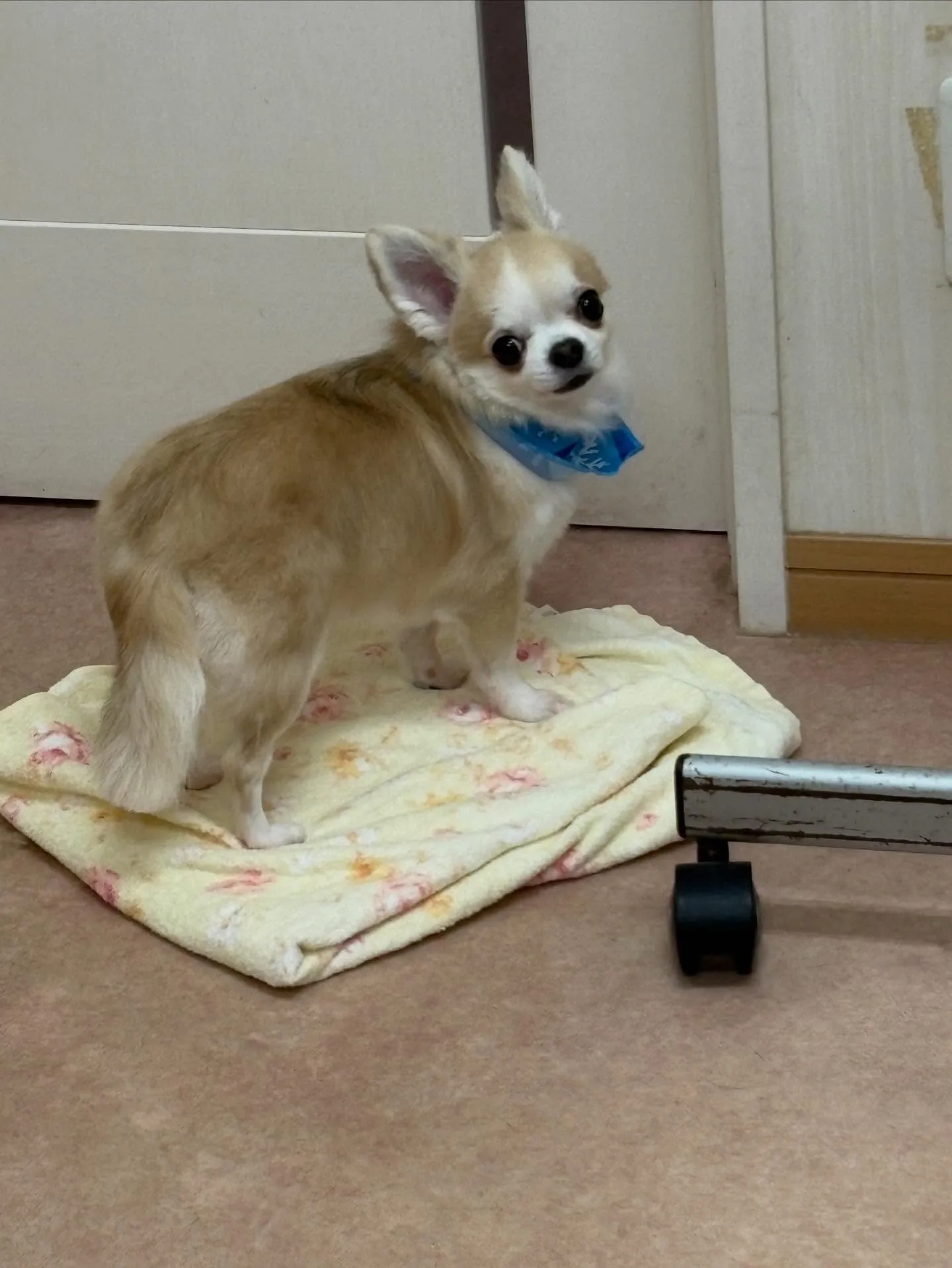 犬のトリミング✂️