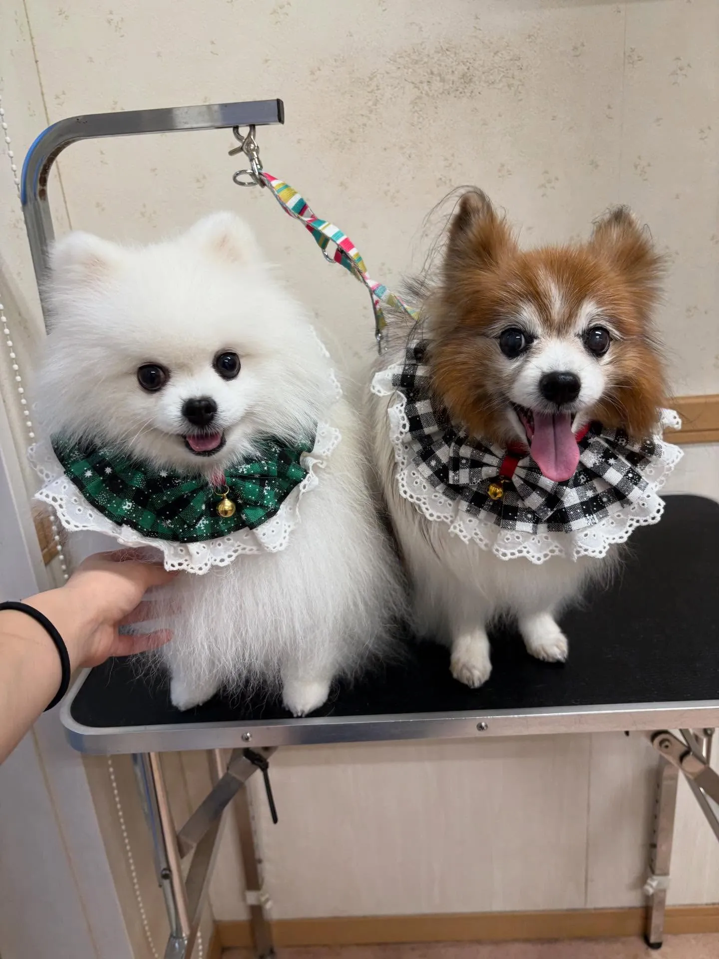 犬のシャンプー🫧