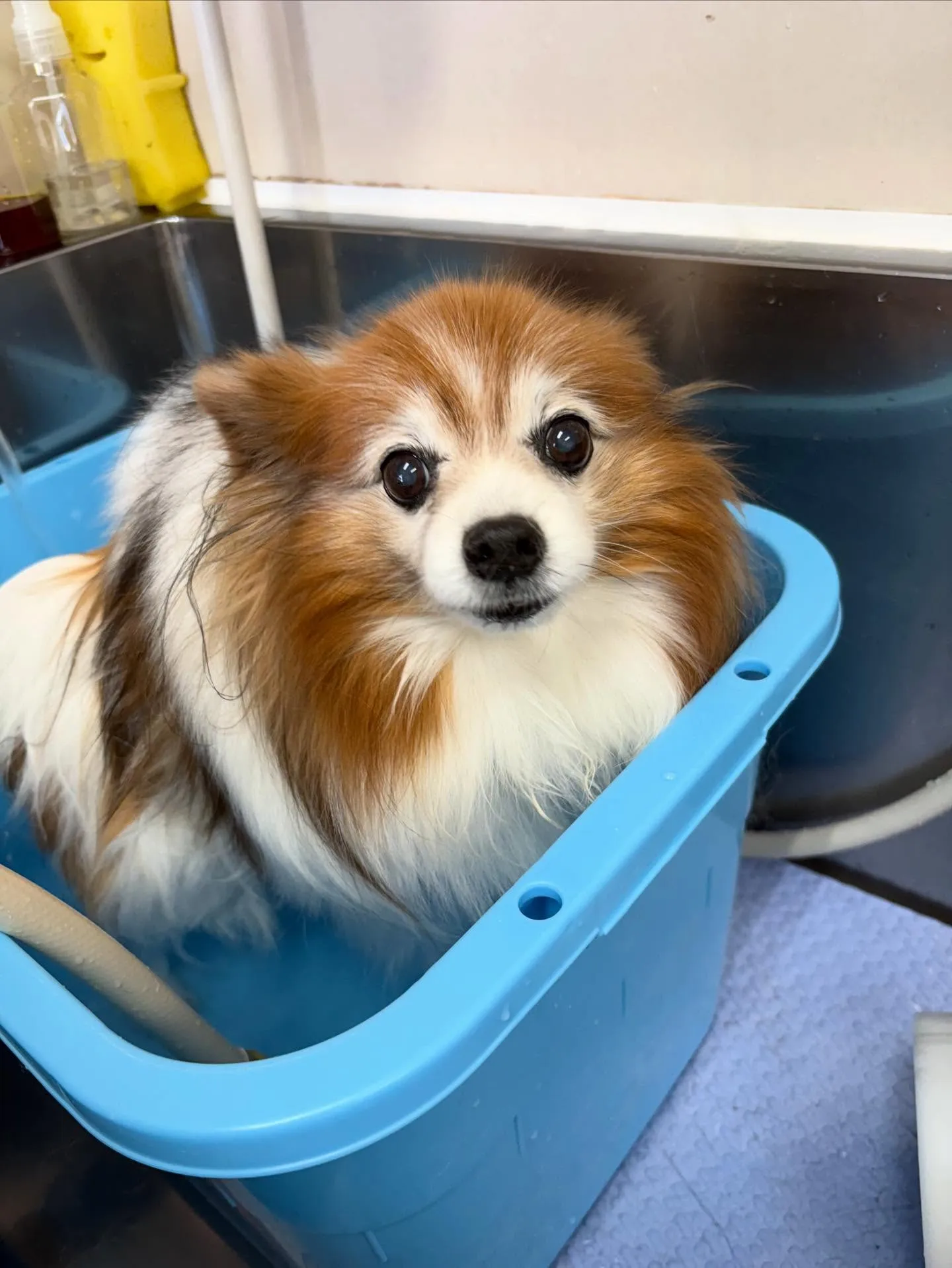 犬のシャンプー🫧